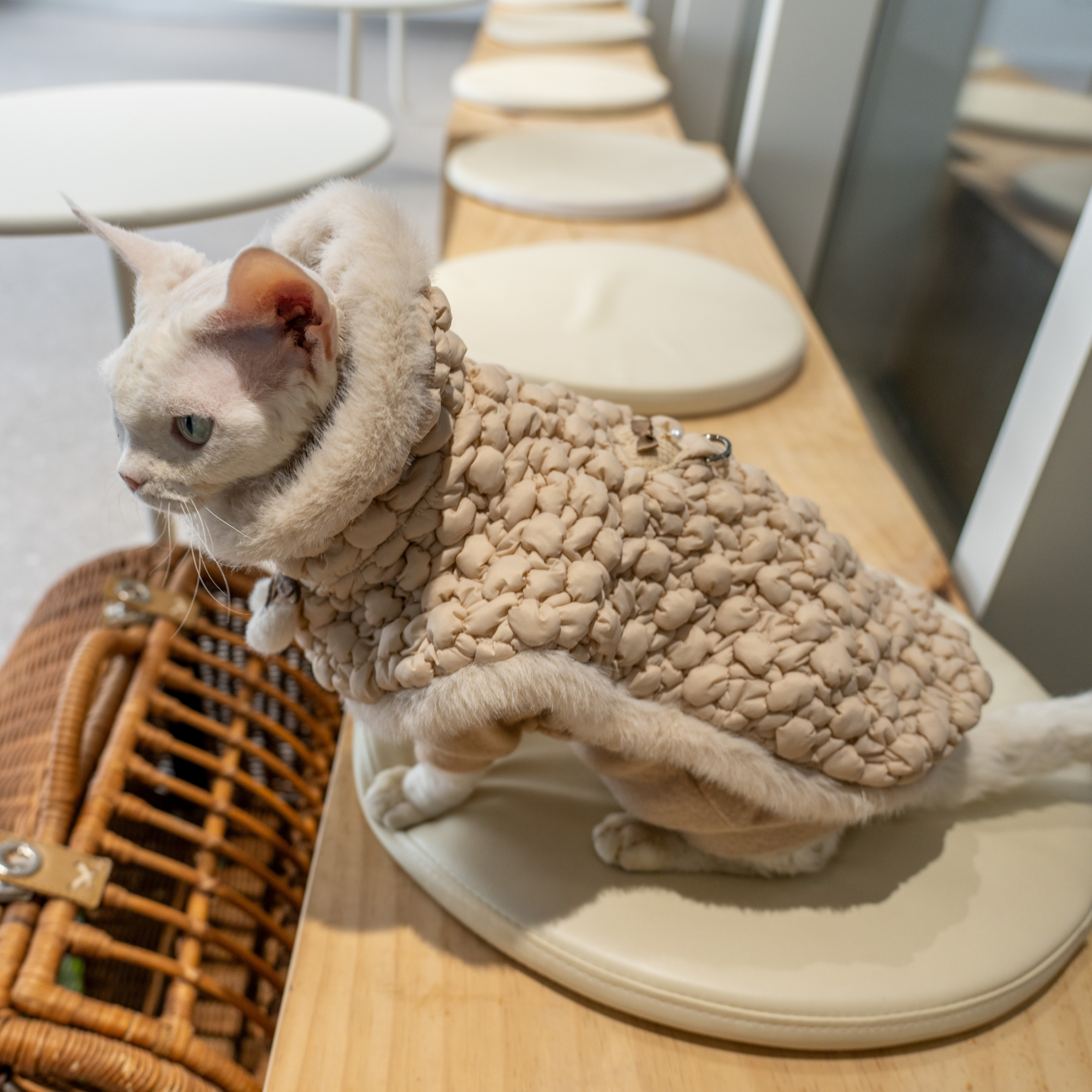 Snug-Cloak for Sphynx Cat Soft Warm Cat Clothing