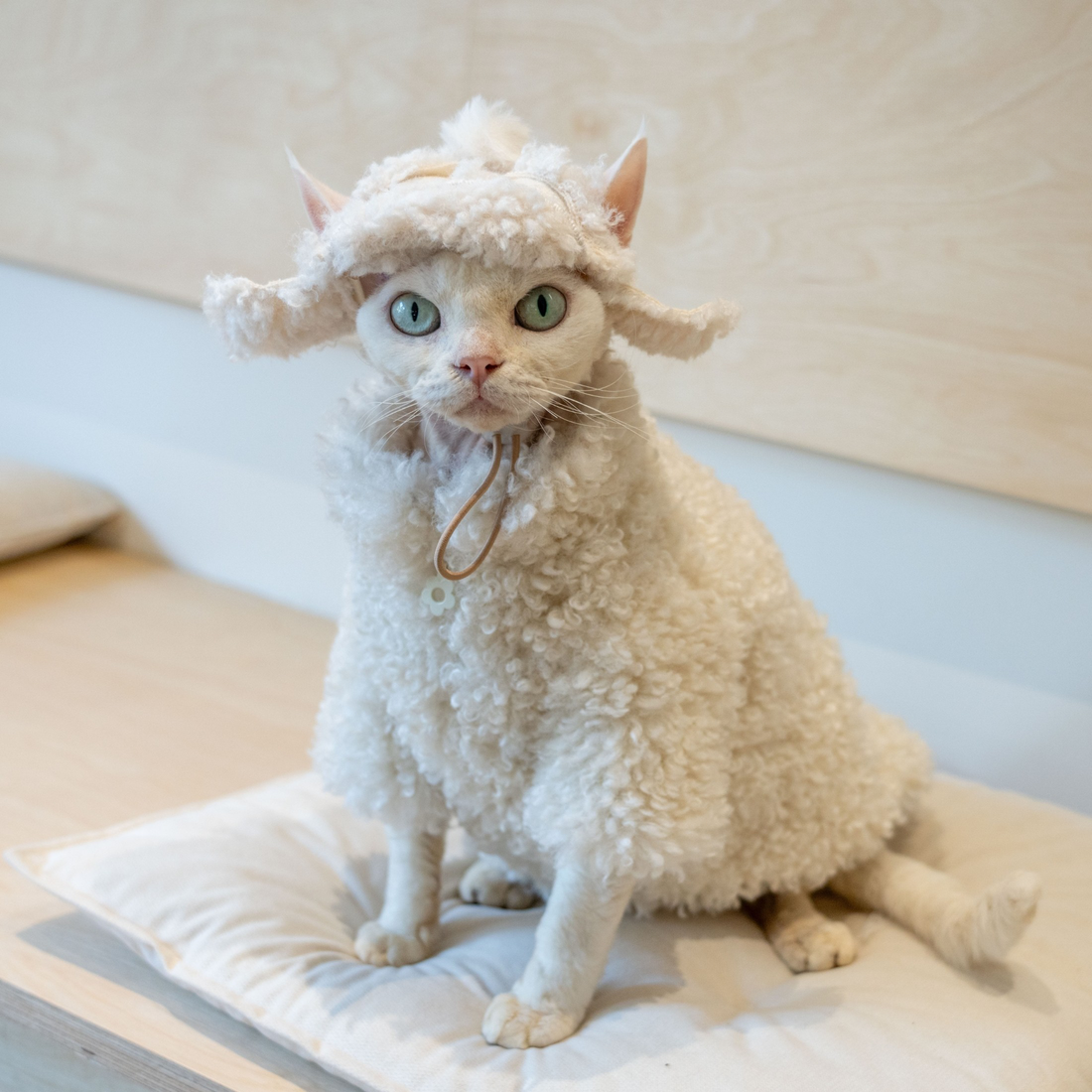 Fleece Coat for SphynxCat DevonRex