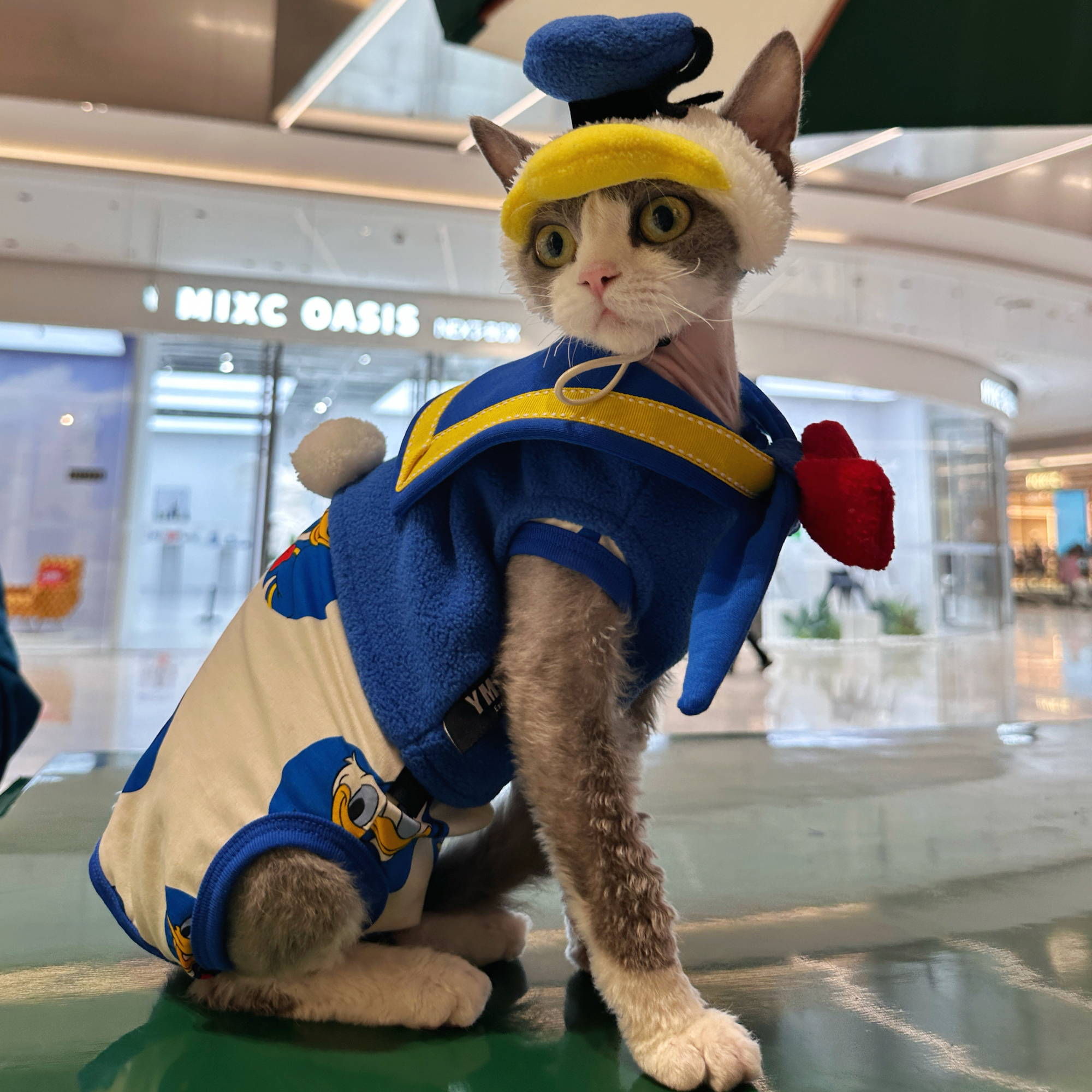 Donald Duck Costume for Sphynx Cat Cosplay Outfit