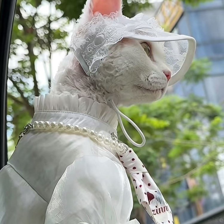 White lace princess hat with bow and curved brim for Devon Rex cats