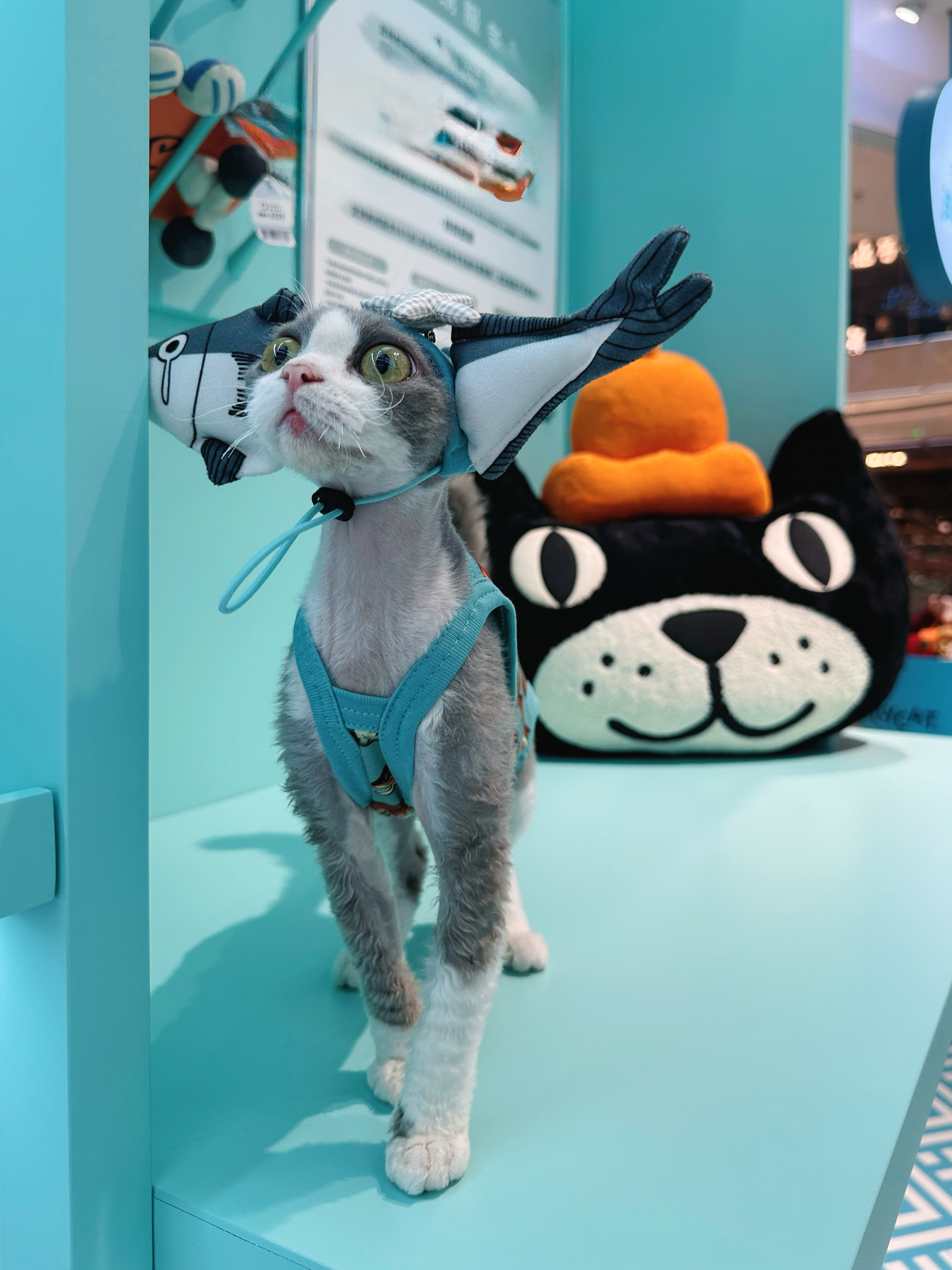 Shark Hat and Salmon Camisole for Sphynx Cat Cute Outfit
