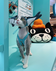 Shark Hat and Salmon Camisole for Sphynx Cat Cute Outfit