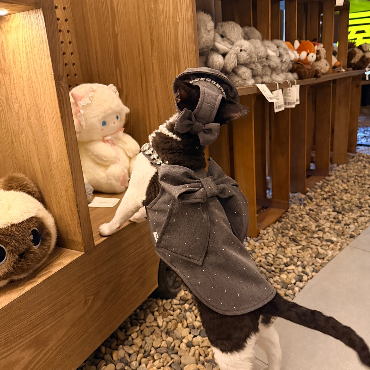 Grey British Bow Dress &amp; Crystal Hat Set for Devon Rex &amp; Sphynx Cats