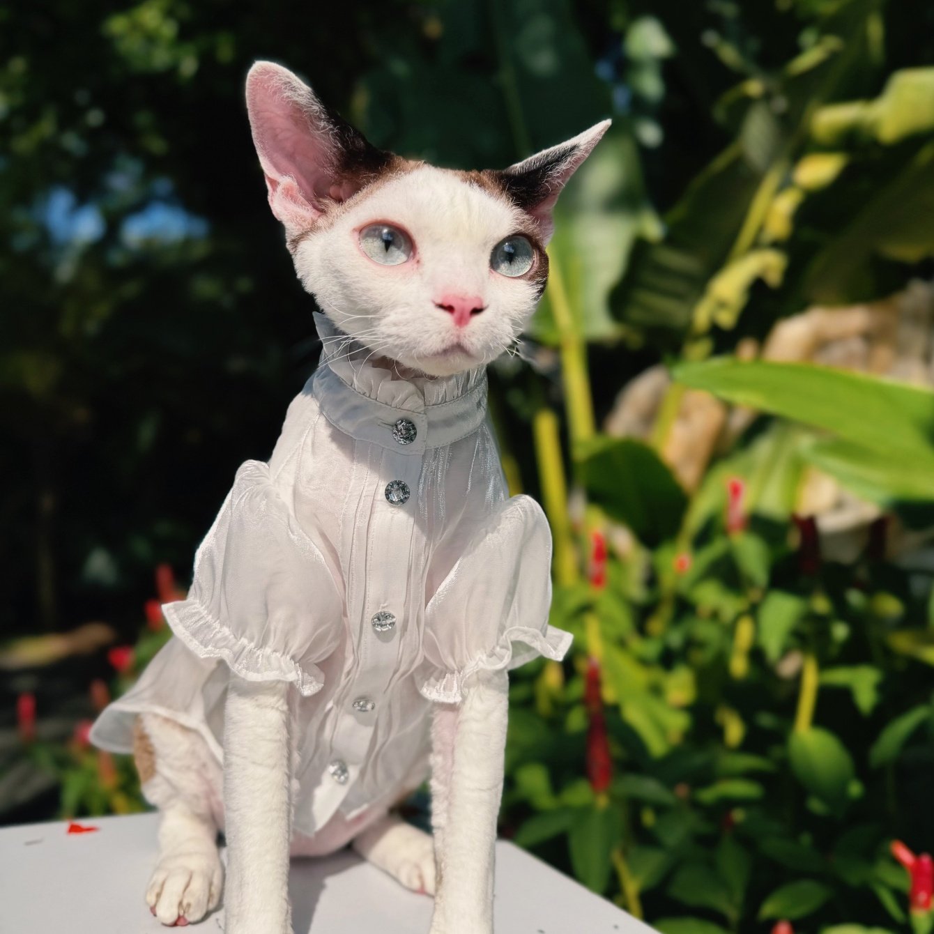 Sphynx cat wearing organza princess dress