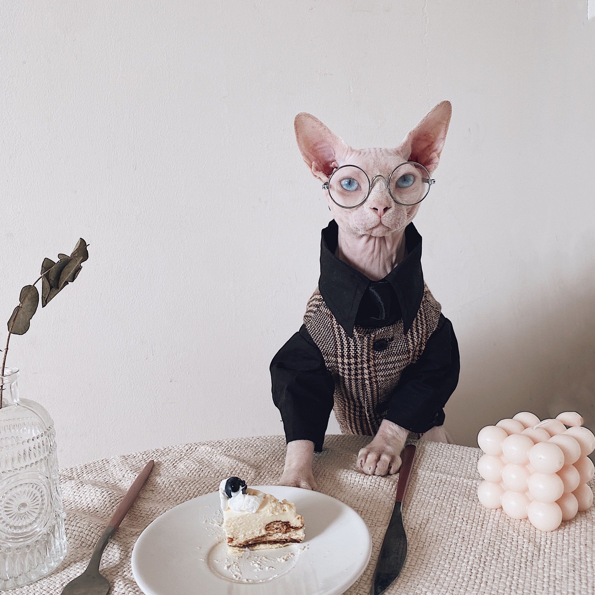Sphynx Cat Tweed Suit – Three-Piece Formal Outfit