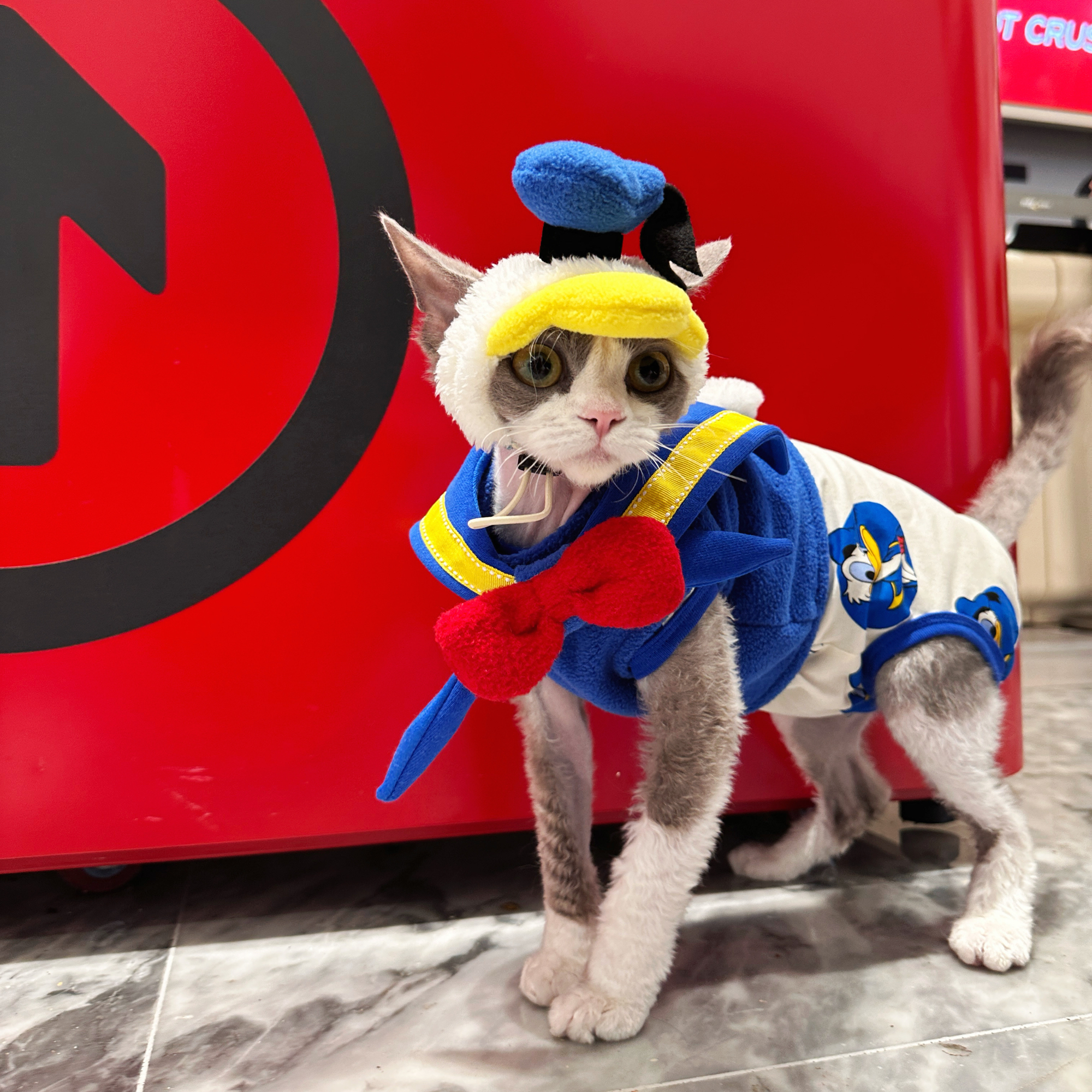 Donald Duck Costume for Sphynx Cat Cosplay Outfit