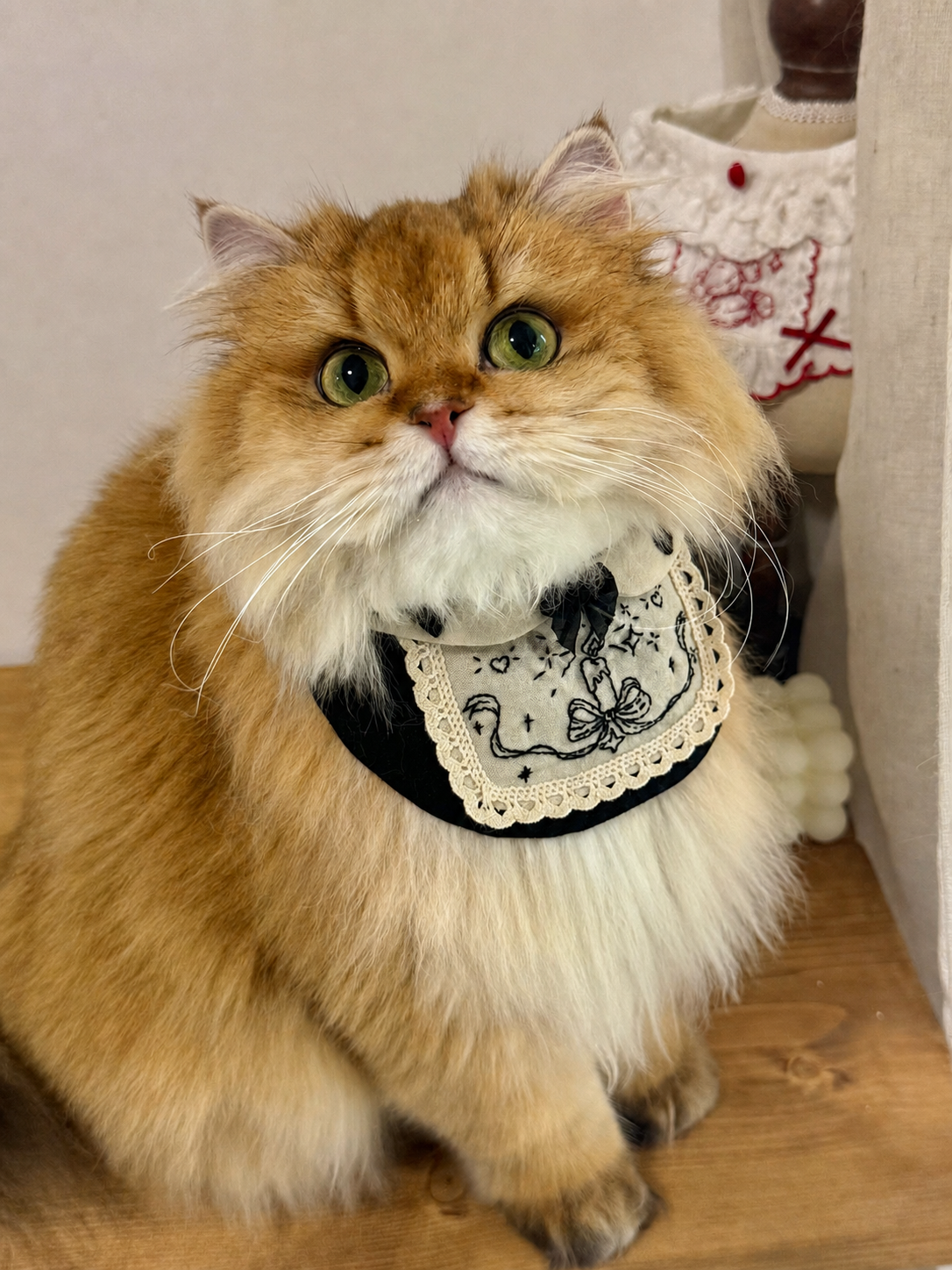 Cat wearing Halloween mage costume bib with embroidered candle and lace trim