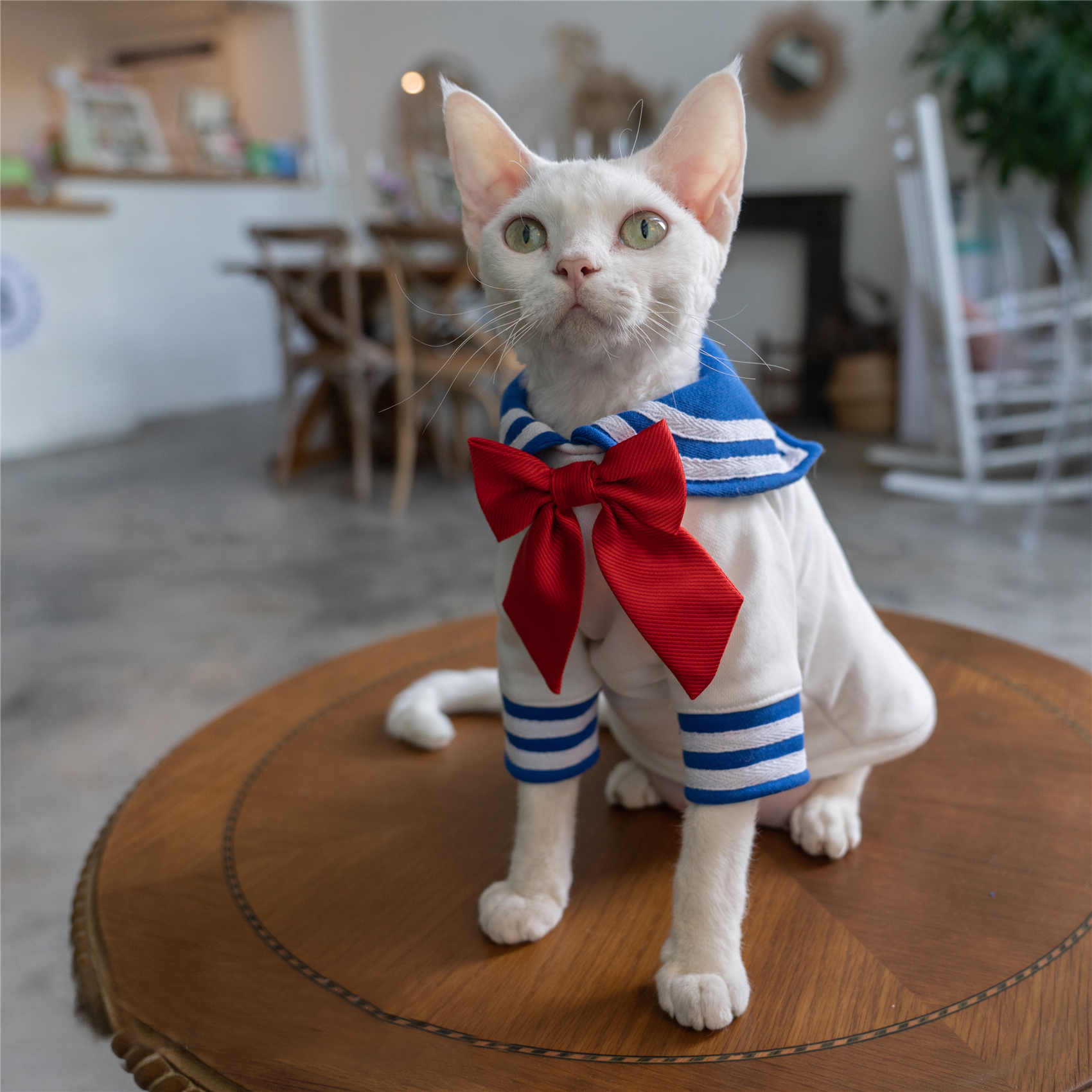 Sailor Kitty Cotton Hoodie Costumes for Cats