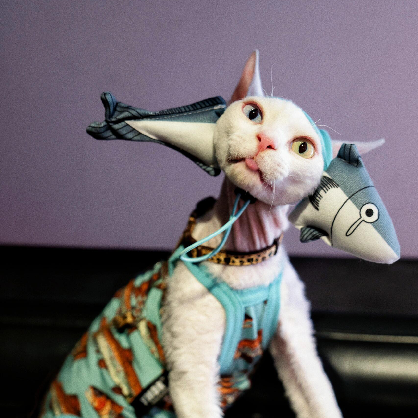 Shark Hat and Salmon Camisole for Sphynx Cat Cute Outfit