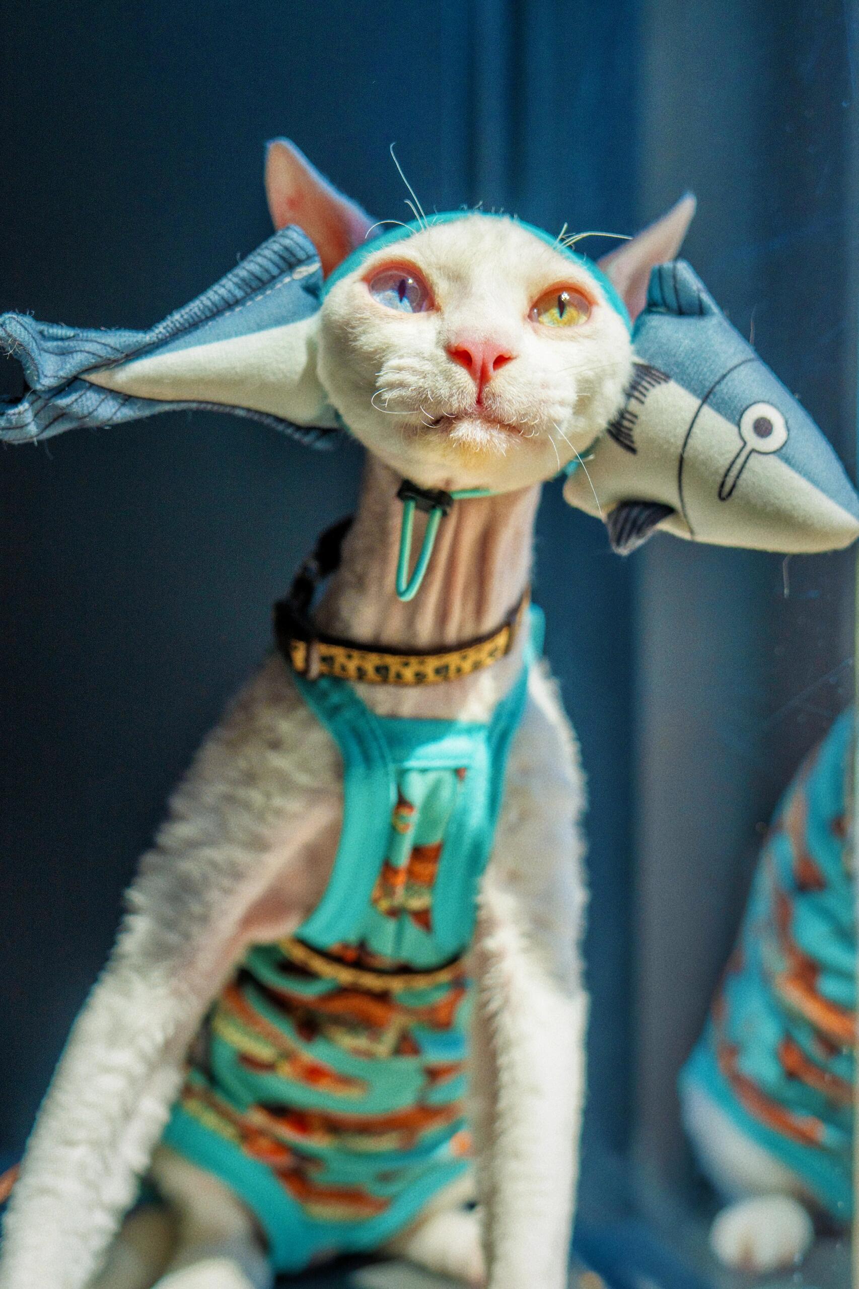 Shark Hat and Salmon Camisole for Sphynx Cat Cute OutfitShark Hat and Salmon Camisole for Sphynx Cat Cute Outfit