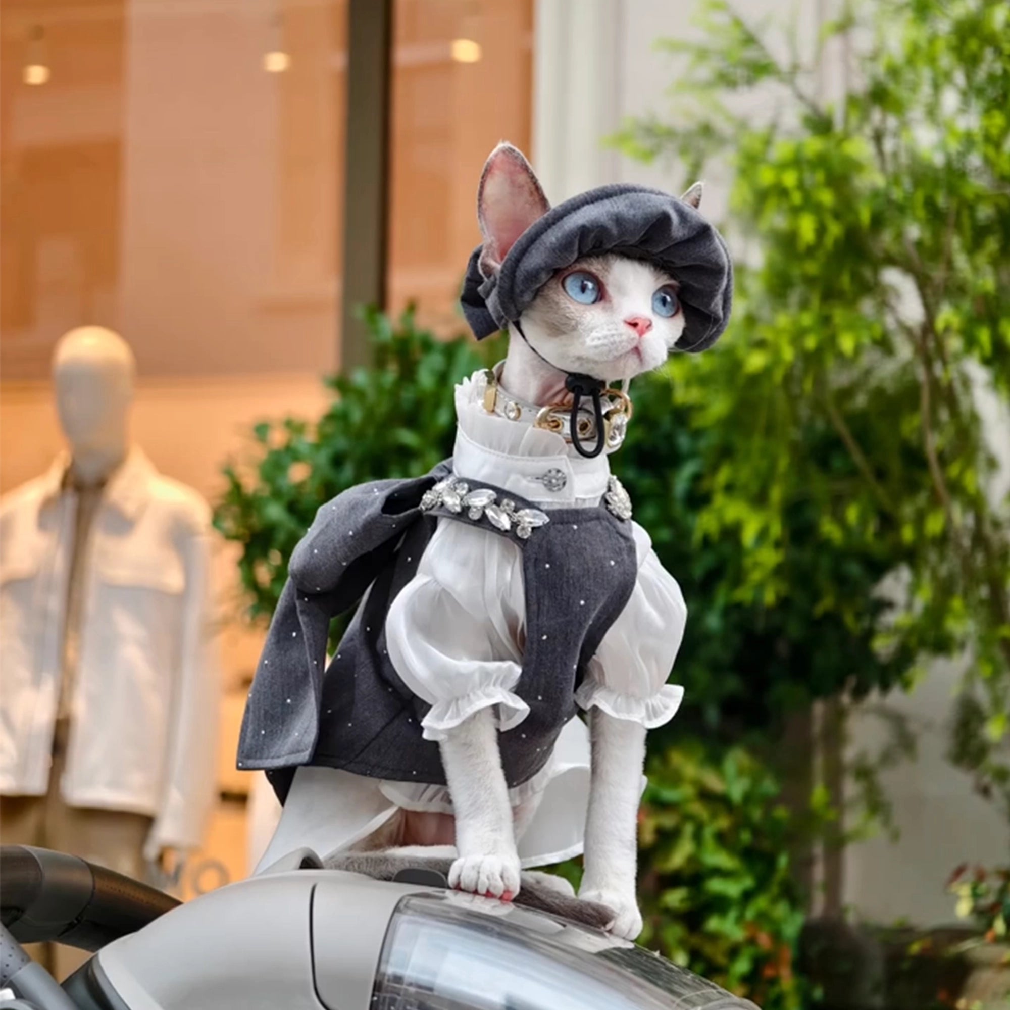 Grey British Bow Dress &amp; Crystal Hat Set for Devon Rex &amp; Sphynx Cats
