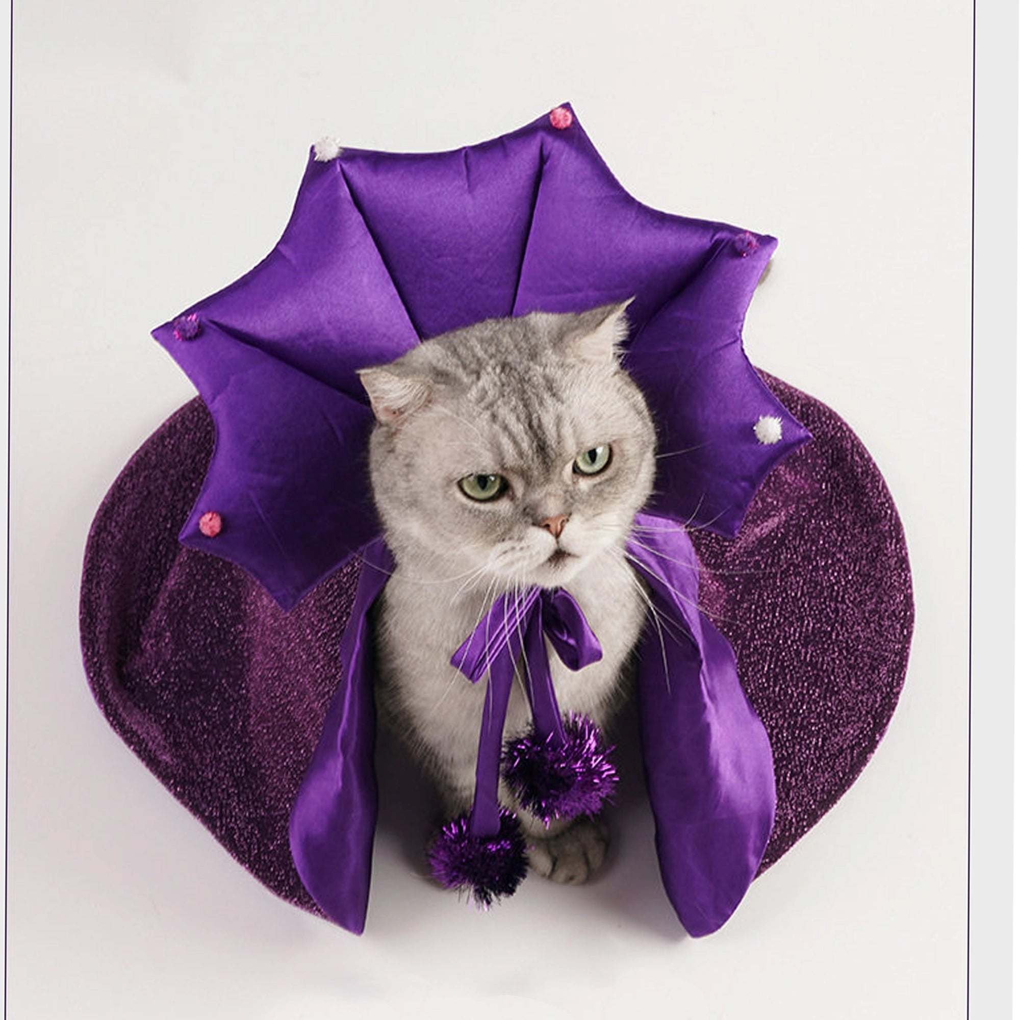 Cat and small dog wearing purple wizard hat and cape costumes