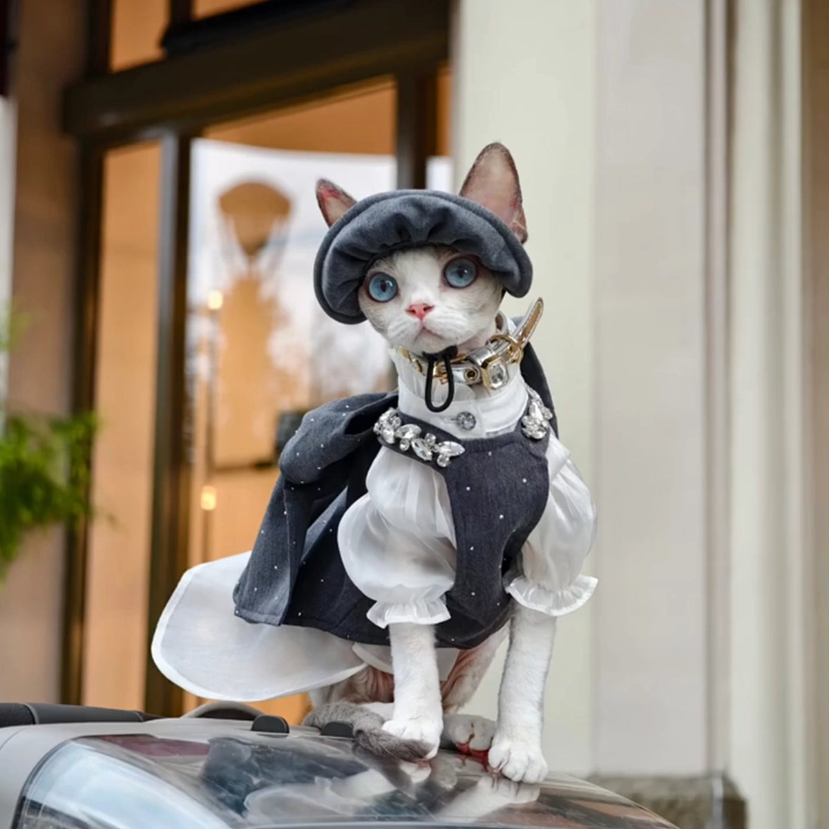 Grey British Bow Dress &amp; Crystal Hat Set for Devon Rex &amp; Sphynx Cats
