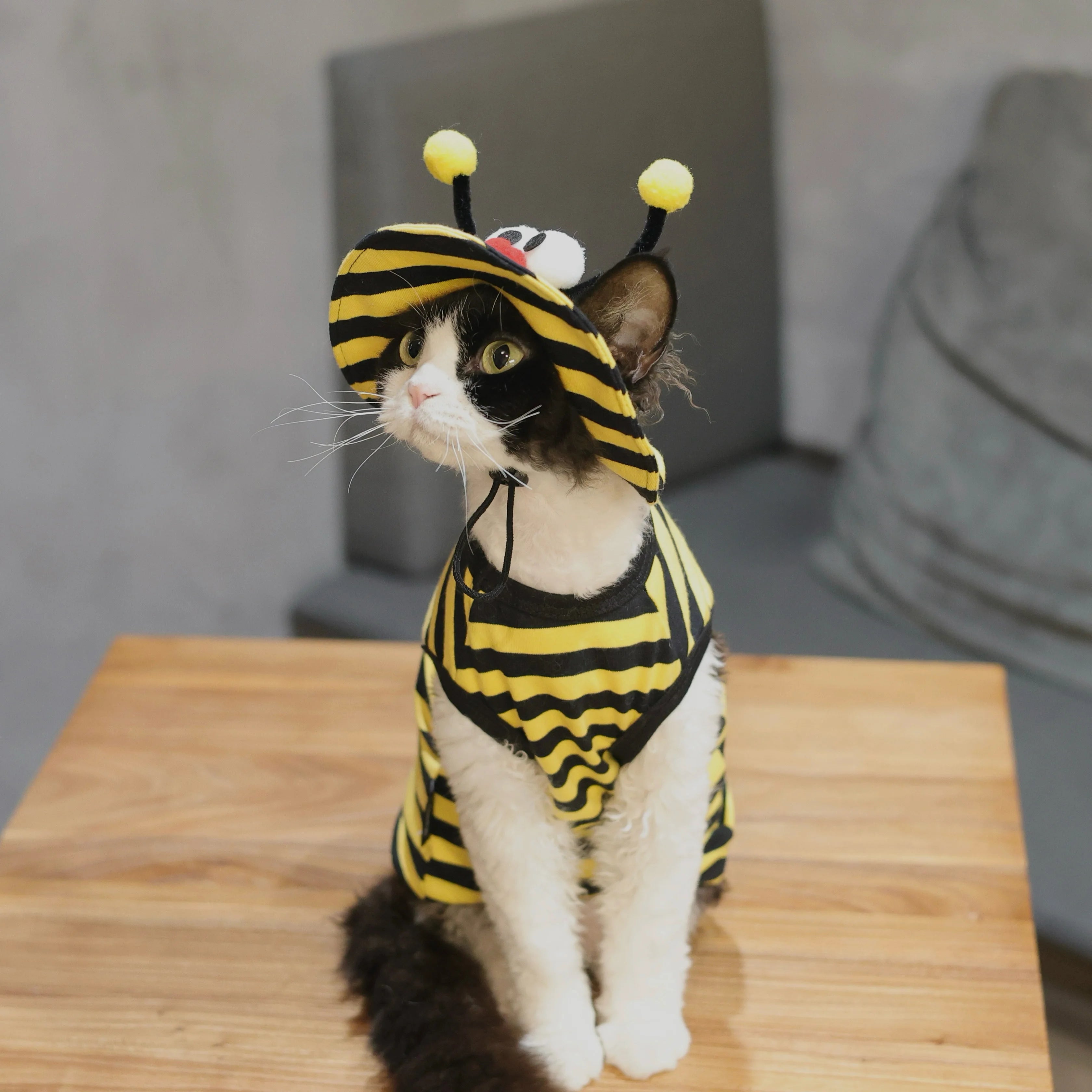 Bee Outfit: Cotton Striped Shirt + Hat DevonRex Sphynx Cat Clothes