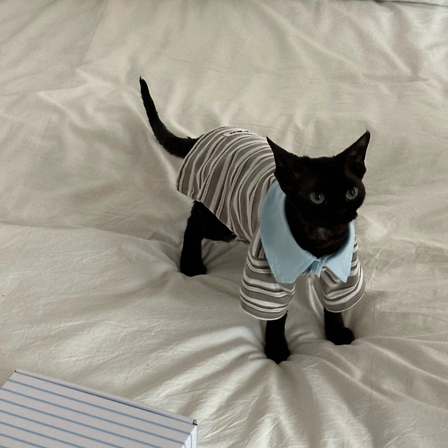 Striped Short-Sleeve Polo for Dogs, Cats &amp; Sighthounds