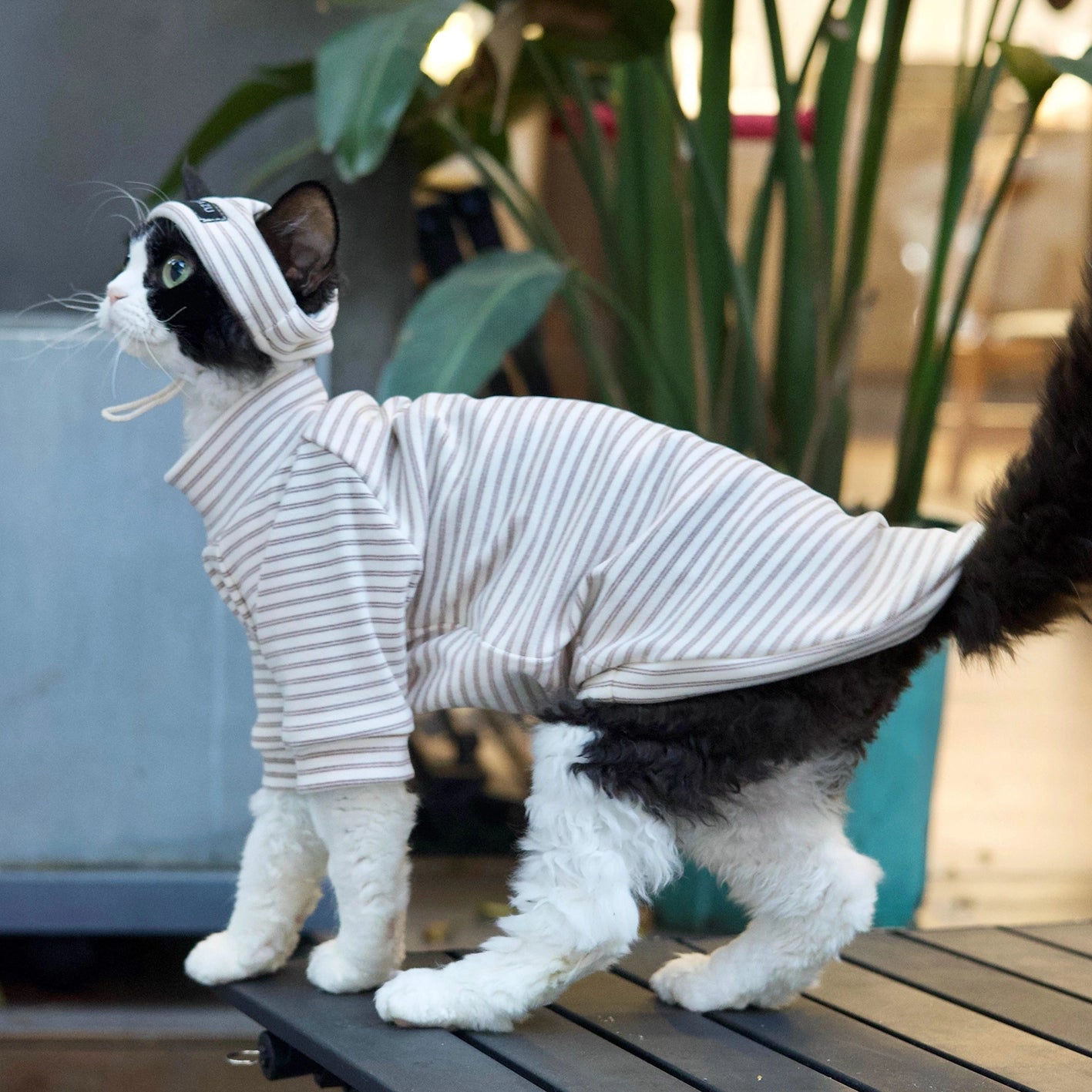 Cotton Stripe Turtleneck Shirt DevonRex Sphynx Cat Clothes