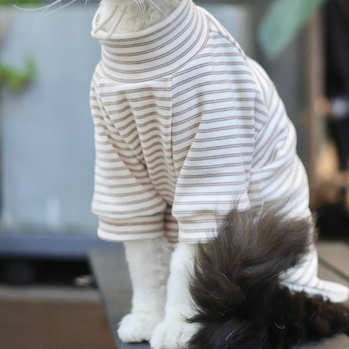 Sphynx Cat Turtleneck – Striped Cotton Base Layer (3 Colors)