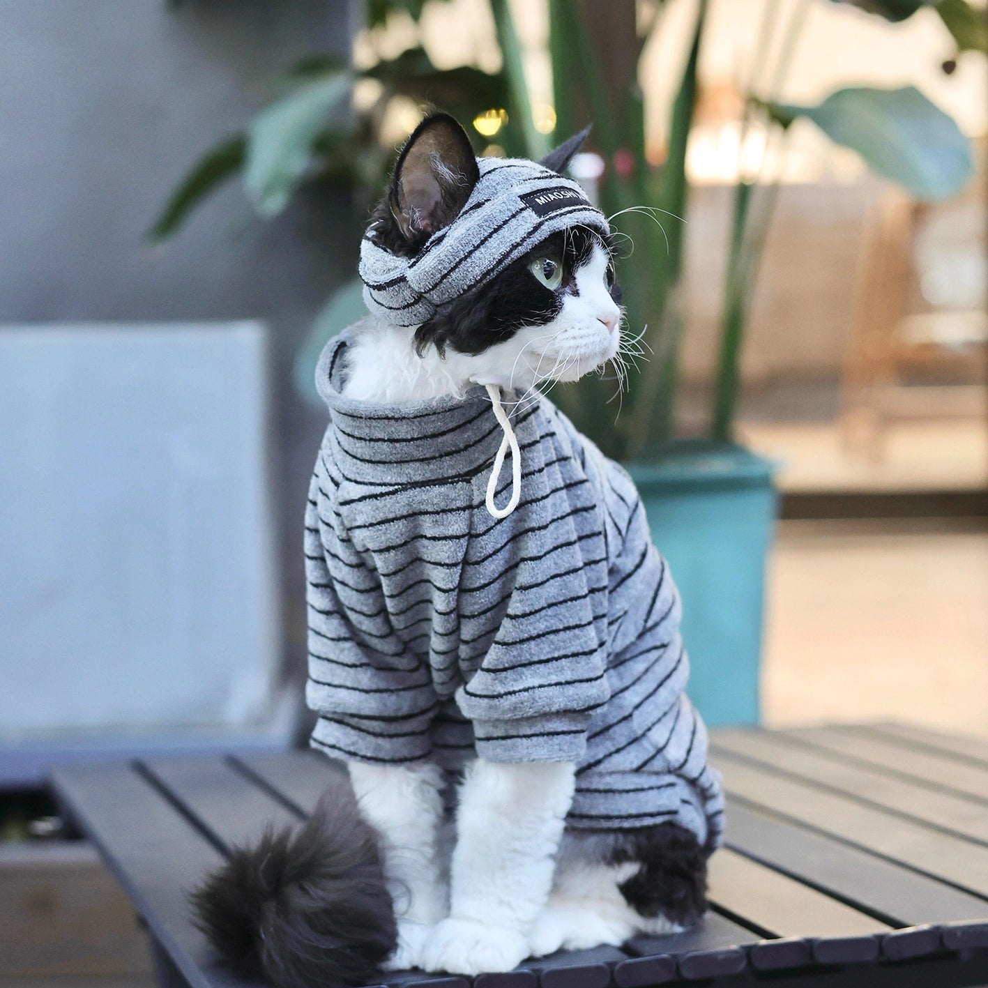 Sphynx Cat Turtleneck – Striped Cotton Base Layer (3 Colors)