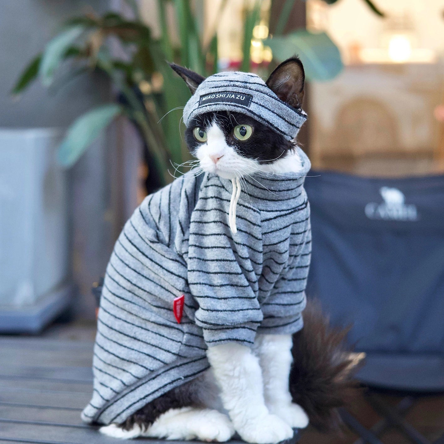 Sphynx Cat Turtleneck – Striped Cotton Base Layer (3 Colors)