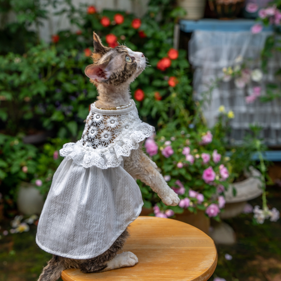 White Lace Dress for Hairless Cats Sphynx & Devon Rex