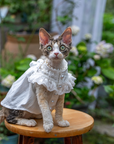 White Lace Dress for Hairless Cats Sphynx & Devon Rex
