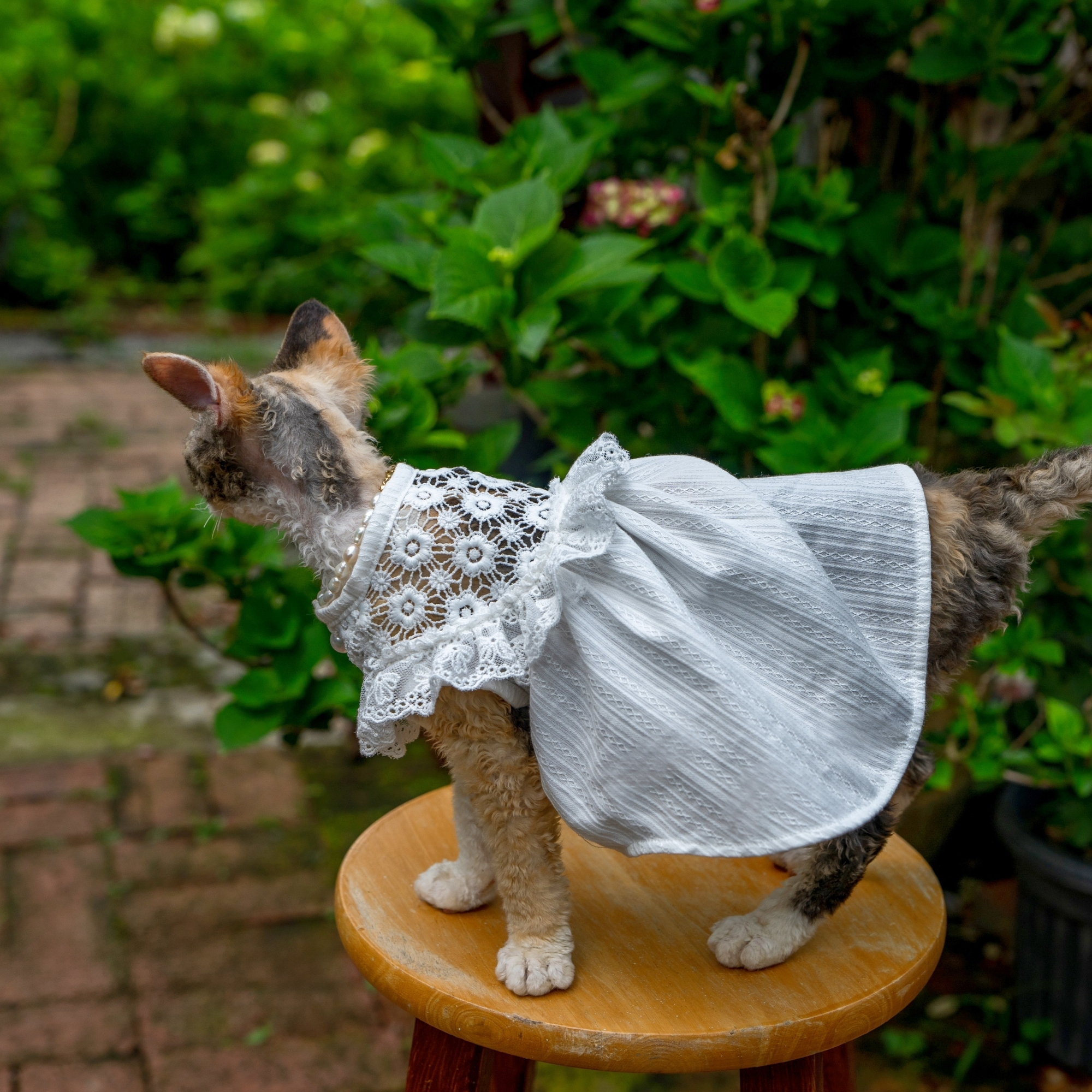 White Lace Dress for Hairless Cats Sphynx & Devon Rex
