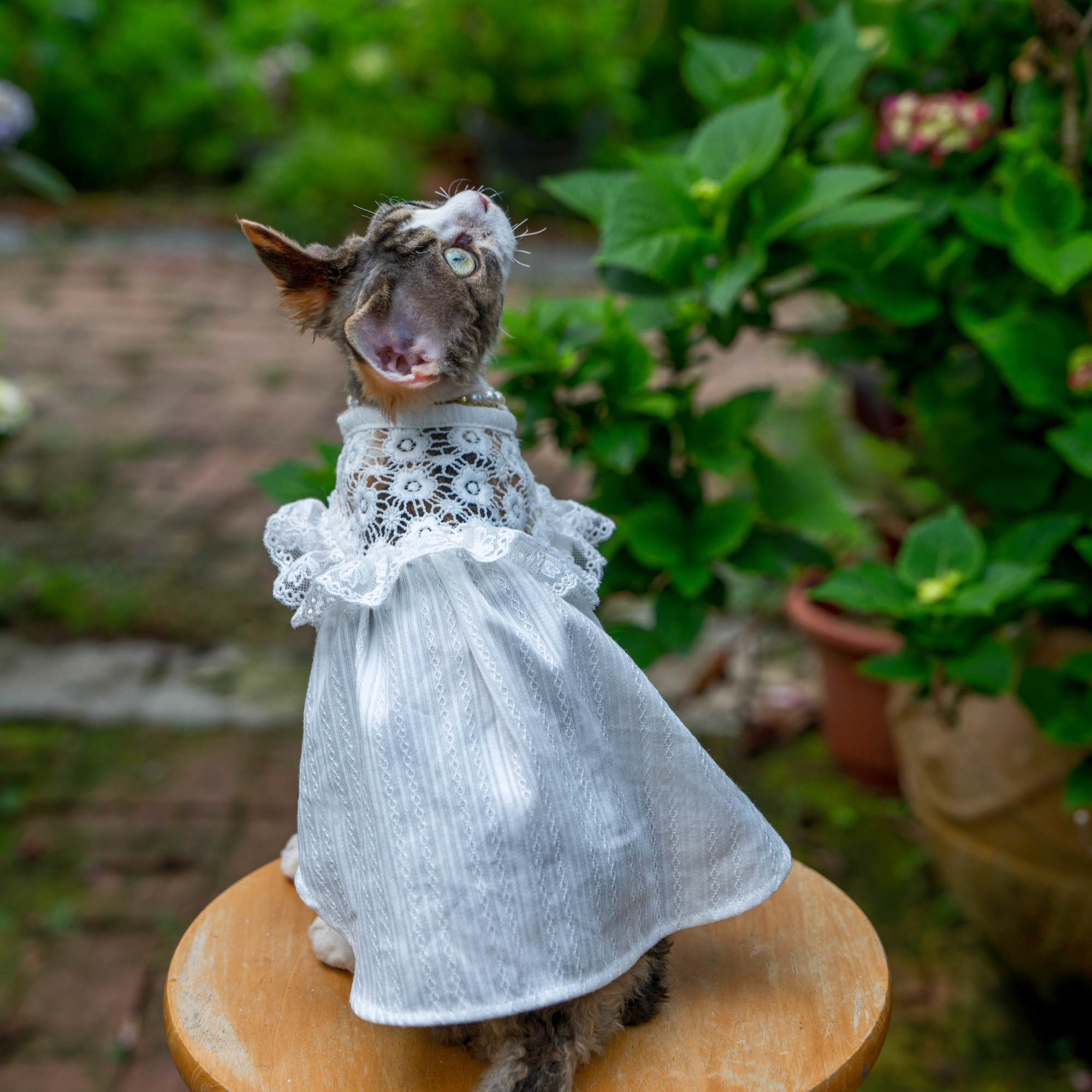 White Lace Dress for Hairless Cats Sphynx & Devon Rex
