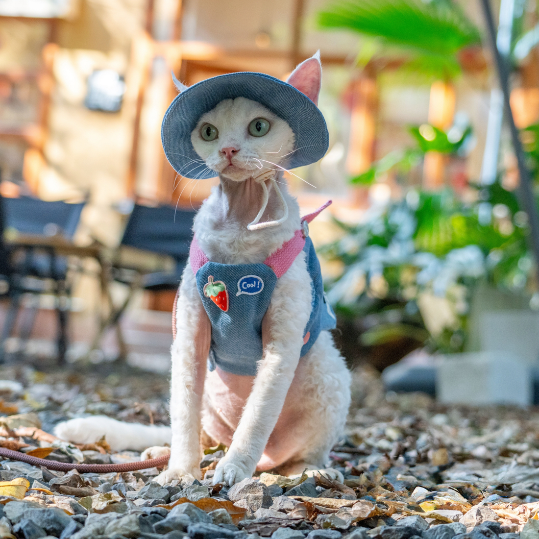 Denim Backpack Harness & Leash & Hat Set – Strawberry Edition