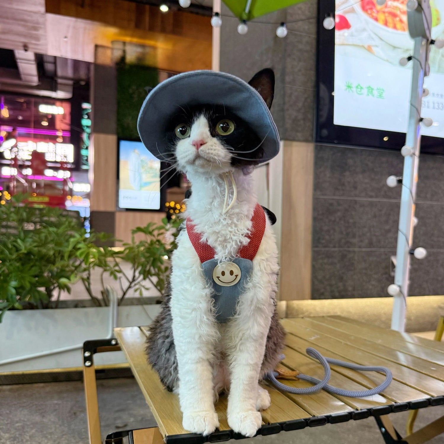 Cartoon Outdoor Cat Harness &amp; Leash + Hat Set