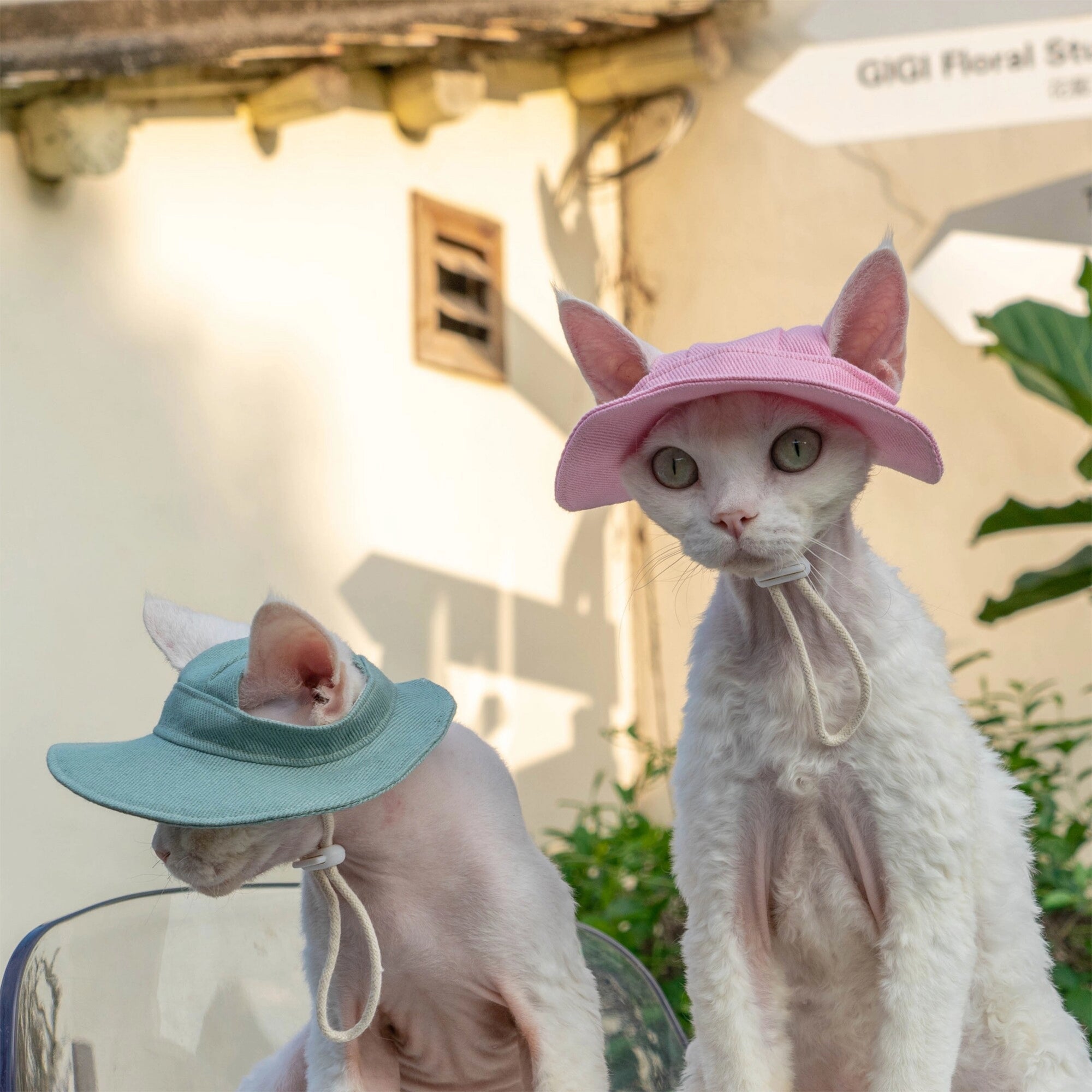 Devon Rex cats wearing pink and sage green sun hats with ears through openings
