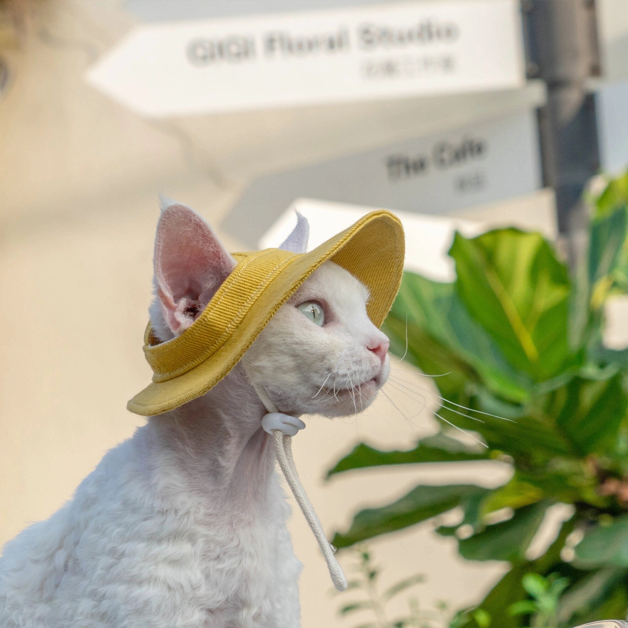 Side view of bucket hat brim shading a Devon Rex cat's nose and eyes