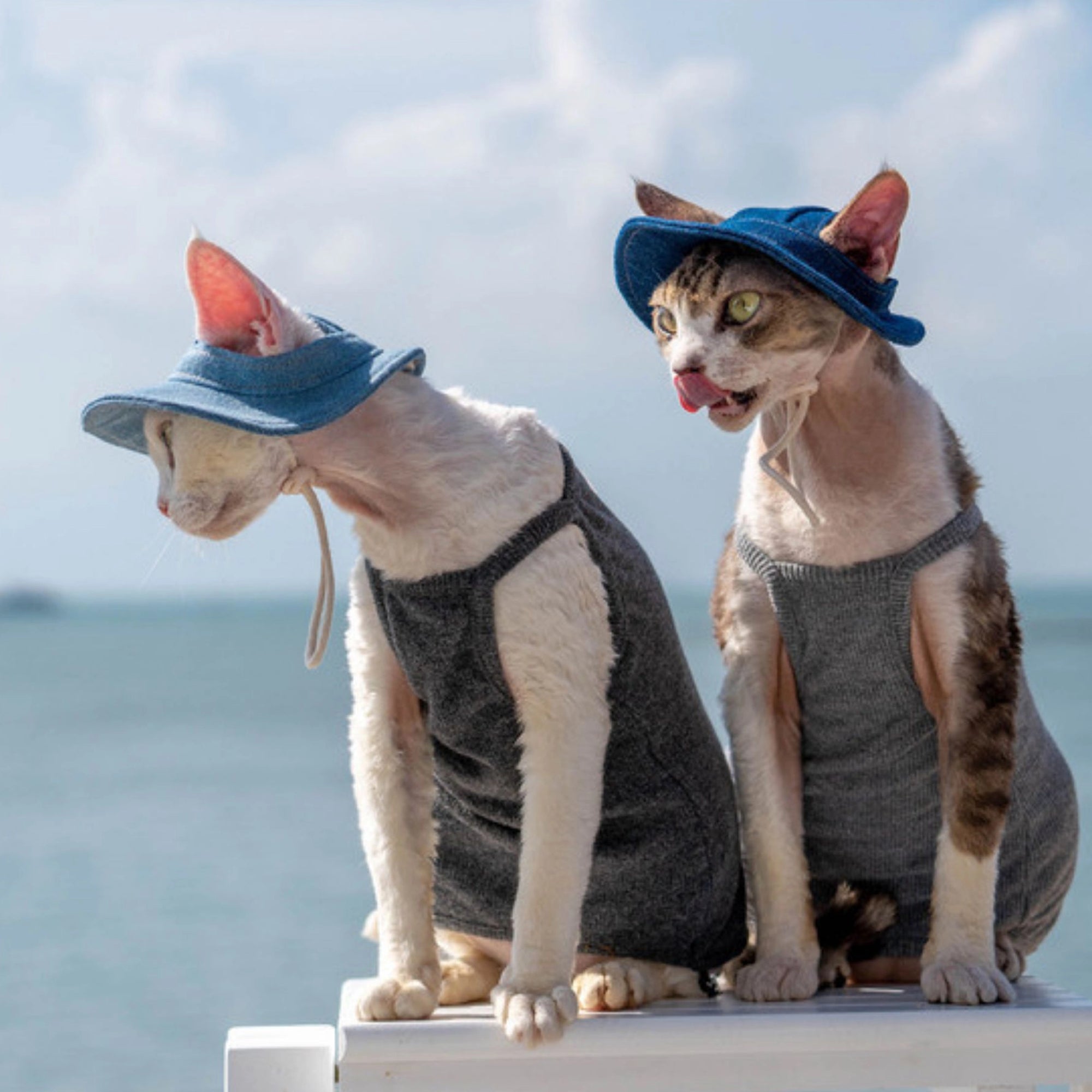 Two cats in denim sun hats sitting by the sea on a summer day