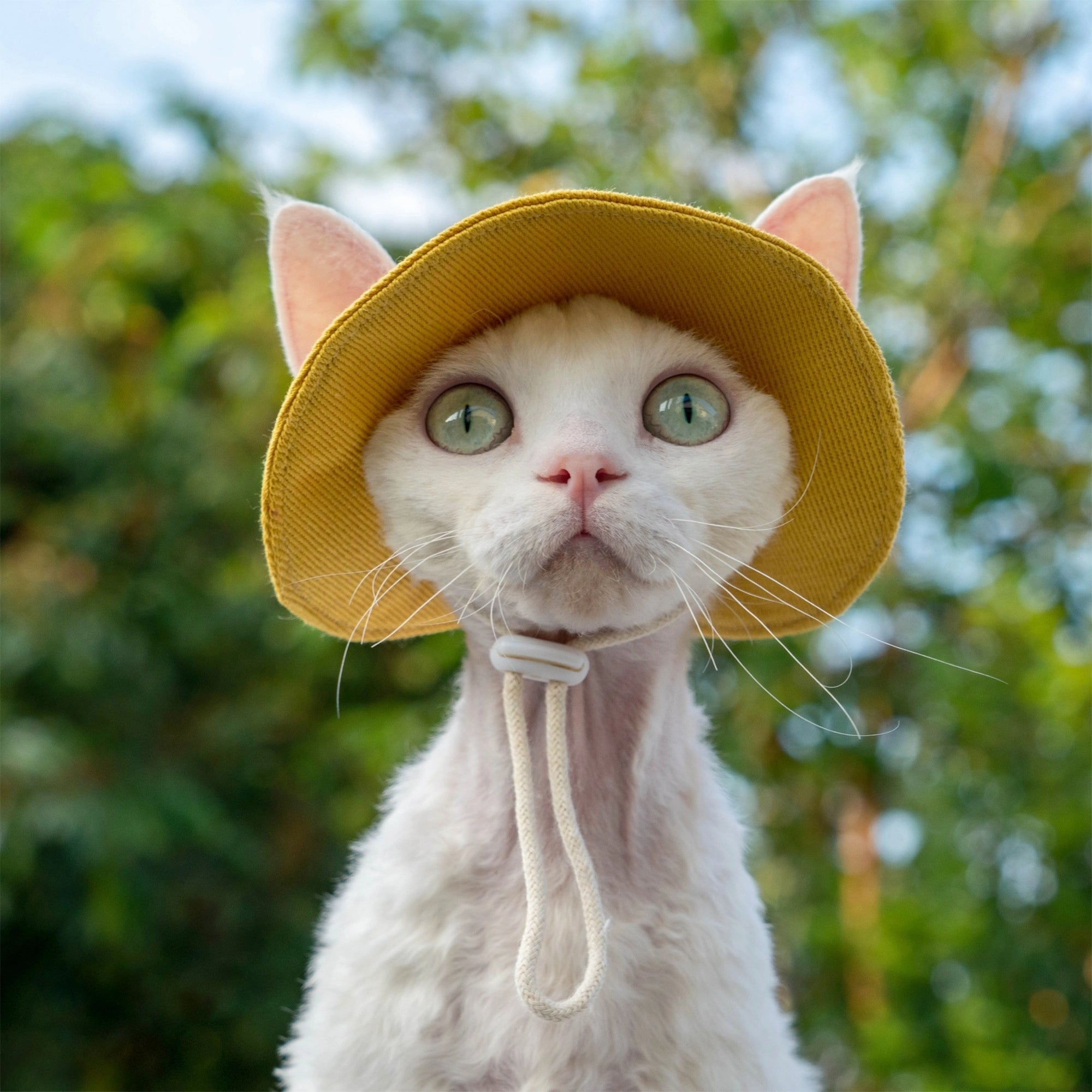 Devon Rex cat wearing a ginger yellow sun protection bucket hat outdoors with ears out