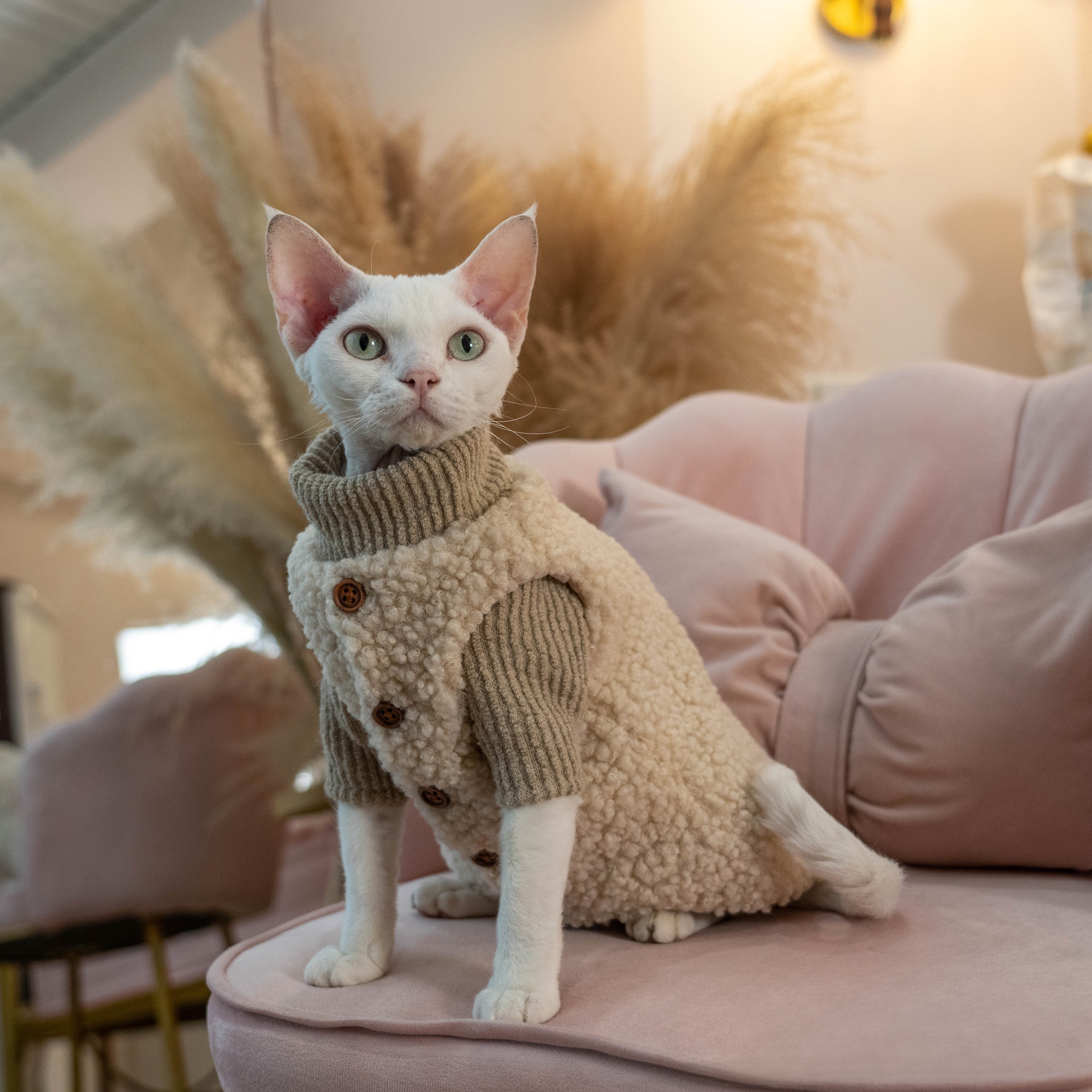 Sphynx or Devon Rex cat wearing