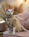 Sphynx or Devon Rex cat wearing