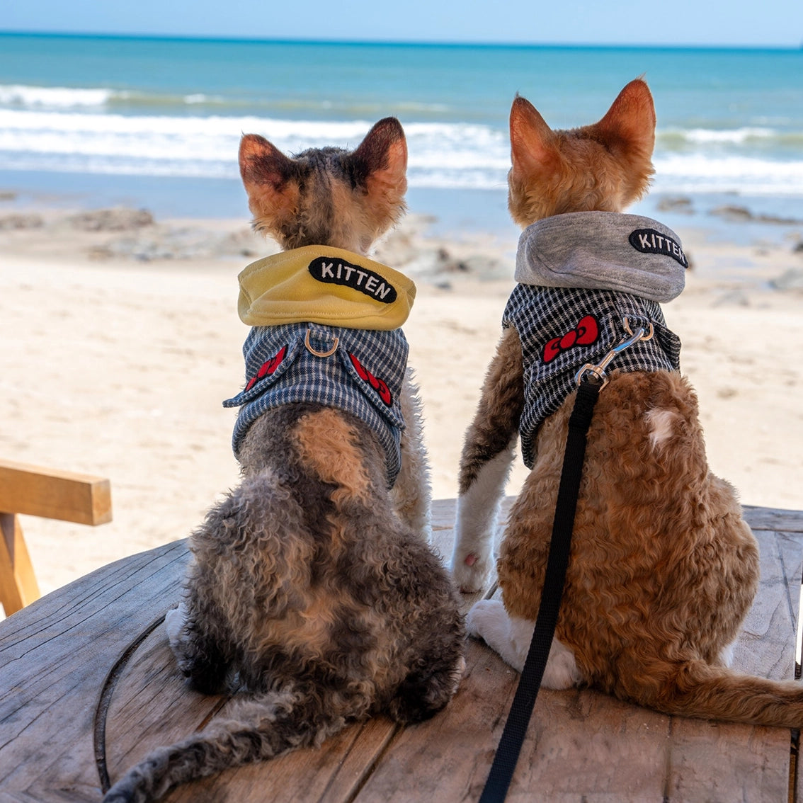 Hoodie Harness &amp; Leash Cat Outdoor Accessories