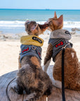 Cat Hoodie Harness & Leash Set – Check Pattern with Hat