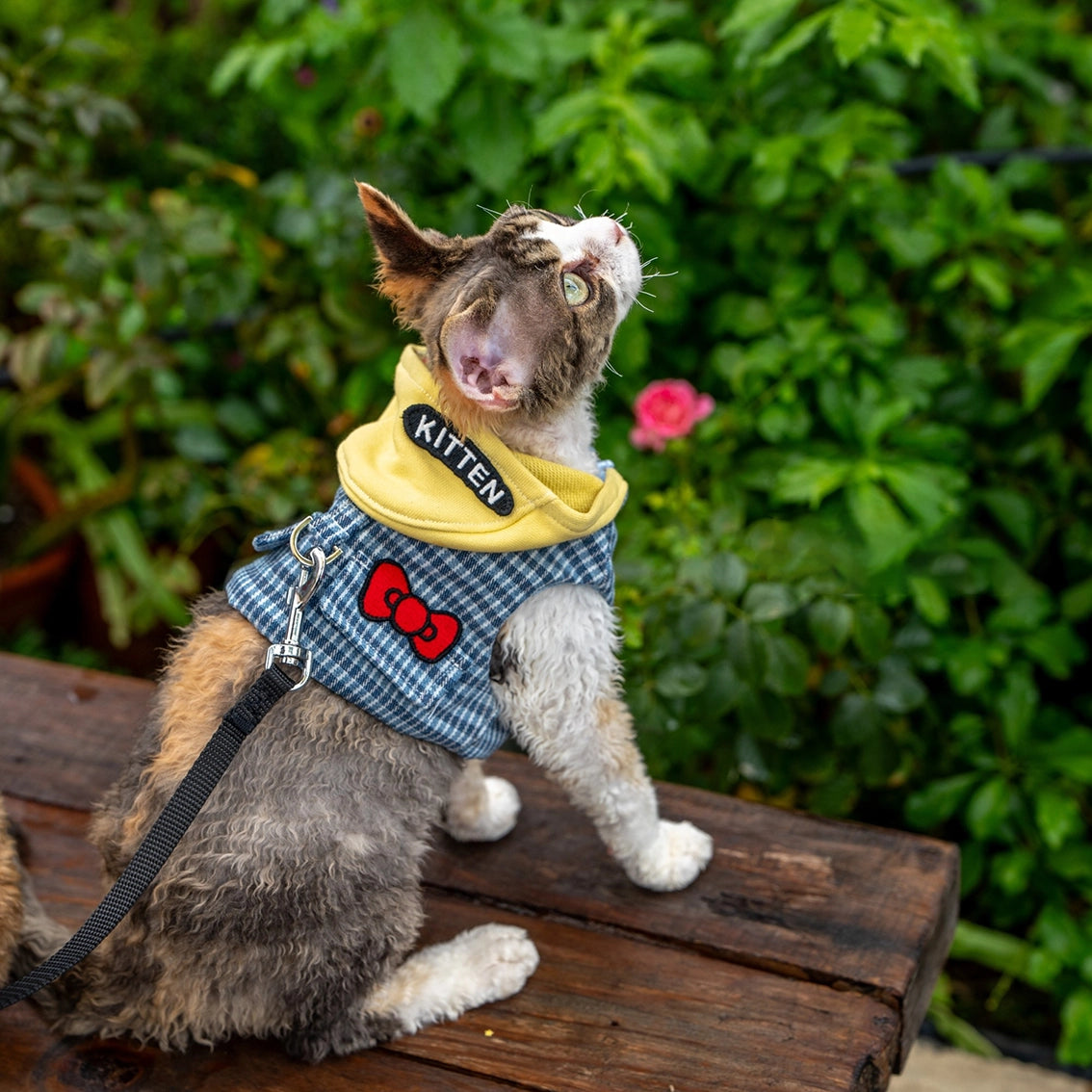 Hoodie Harness &amp; Leash Cat Outdoor Accessories