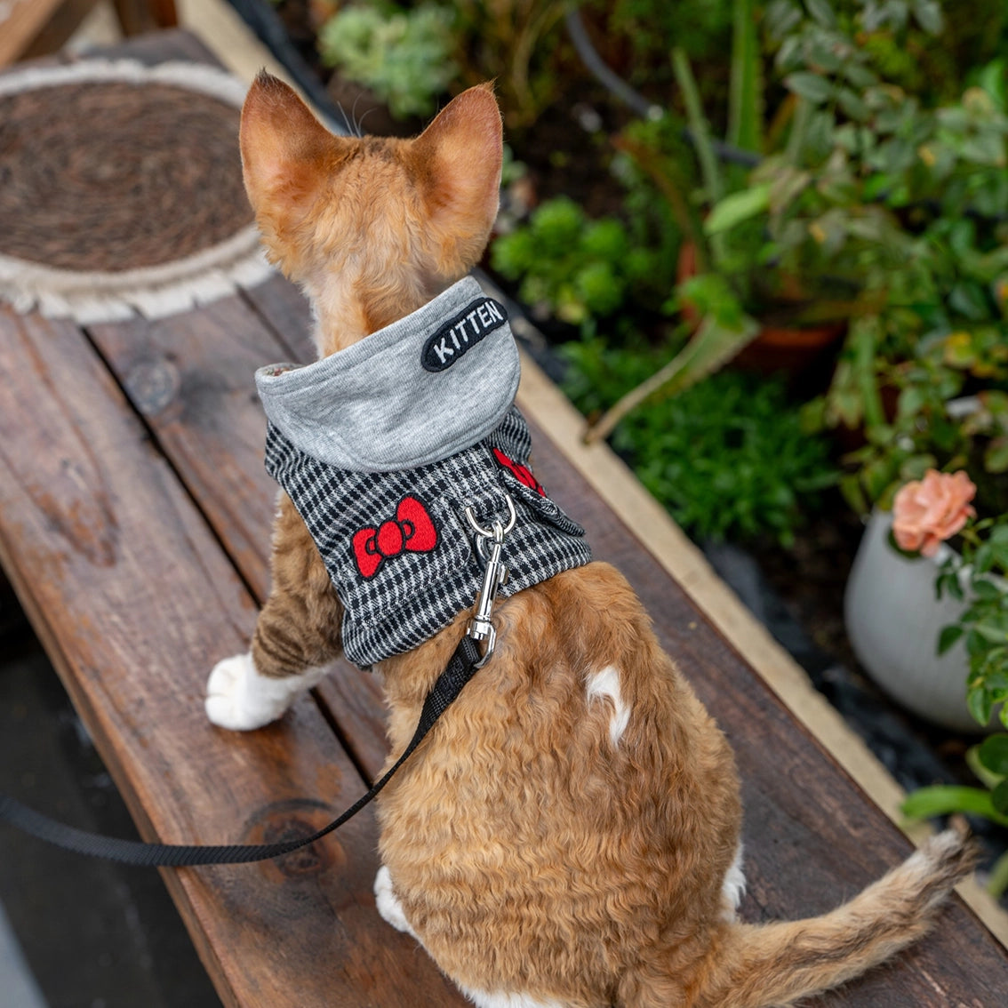 Hoodie Harness &amp; Leash Cat Outdoor Accessories