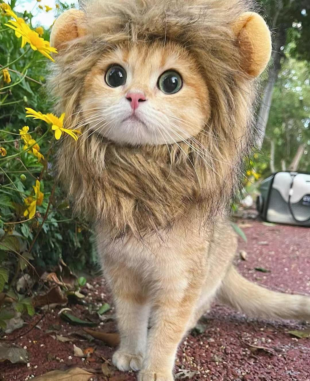 Lion Mane Wig Cat Costume