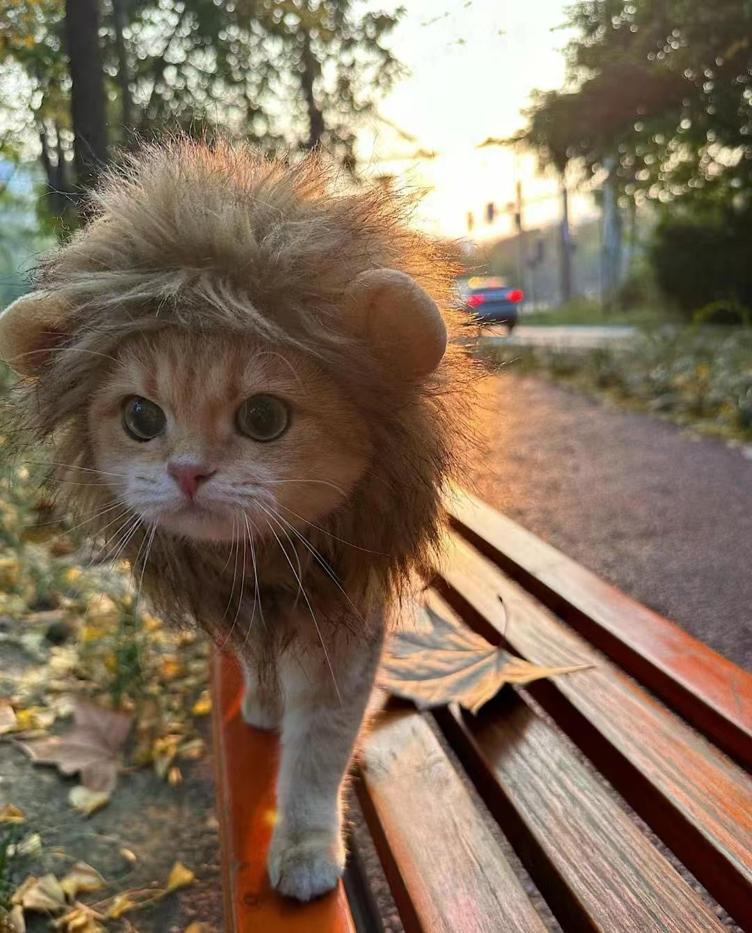 Lion Mane Wig Cat Costume