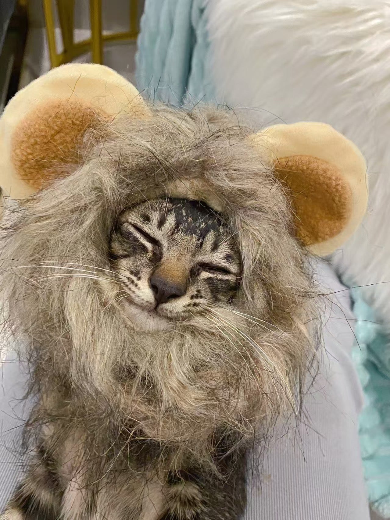 Lion Mane Wig Cat Costume