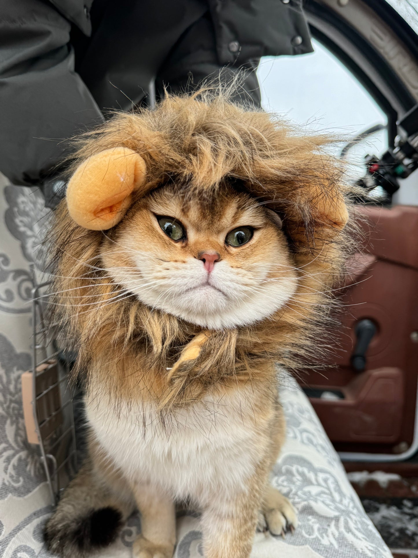 Lion Mane Wig Cat Costume