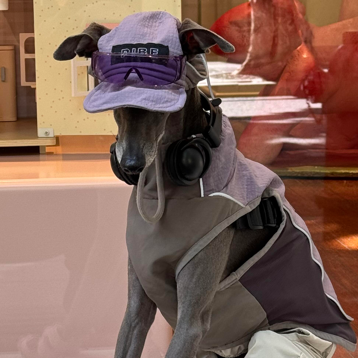 Lilac Lightweight Waterproof Dog Vest with Detachable Hat for Italian Greyhound Whippet