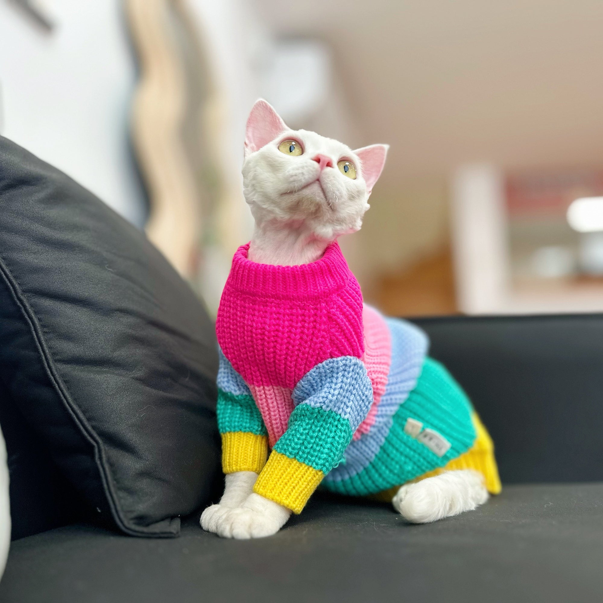 Sphynx Cat Rainbow Knit Sweater – Warm Pullover for Hairless Cats