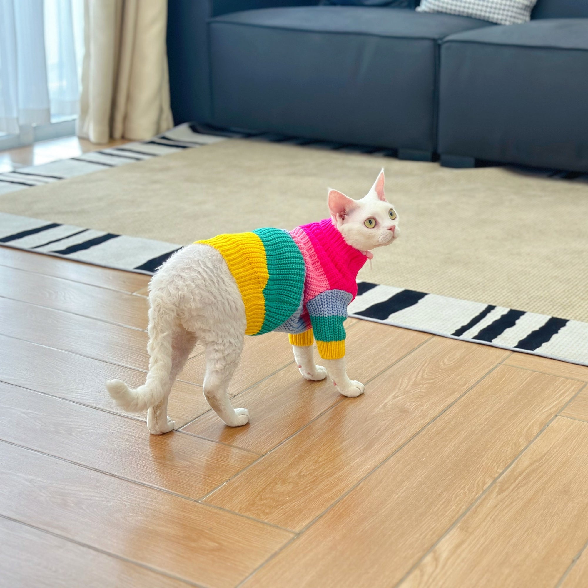 Sphynx Cat Rainbow Knit Sweater – Warm Pullover for Hairless Cats