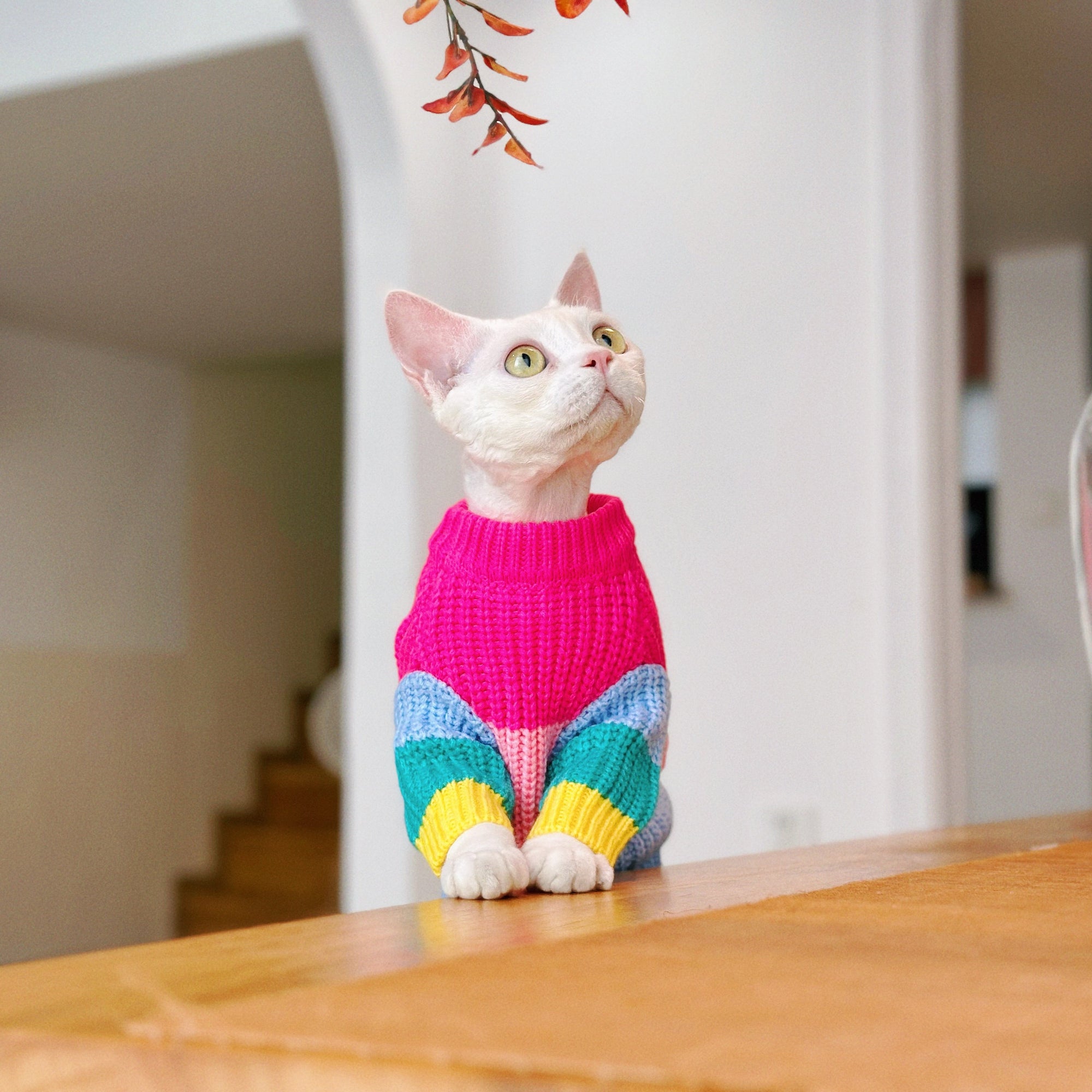 Sphynx Cat Rainbow Knit Sweater – Warm Pullover for Hairless Cats