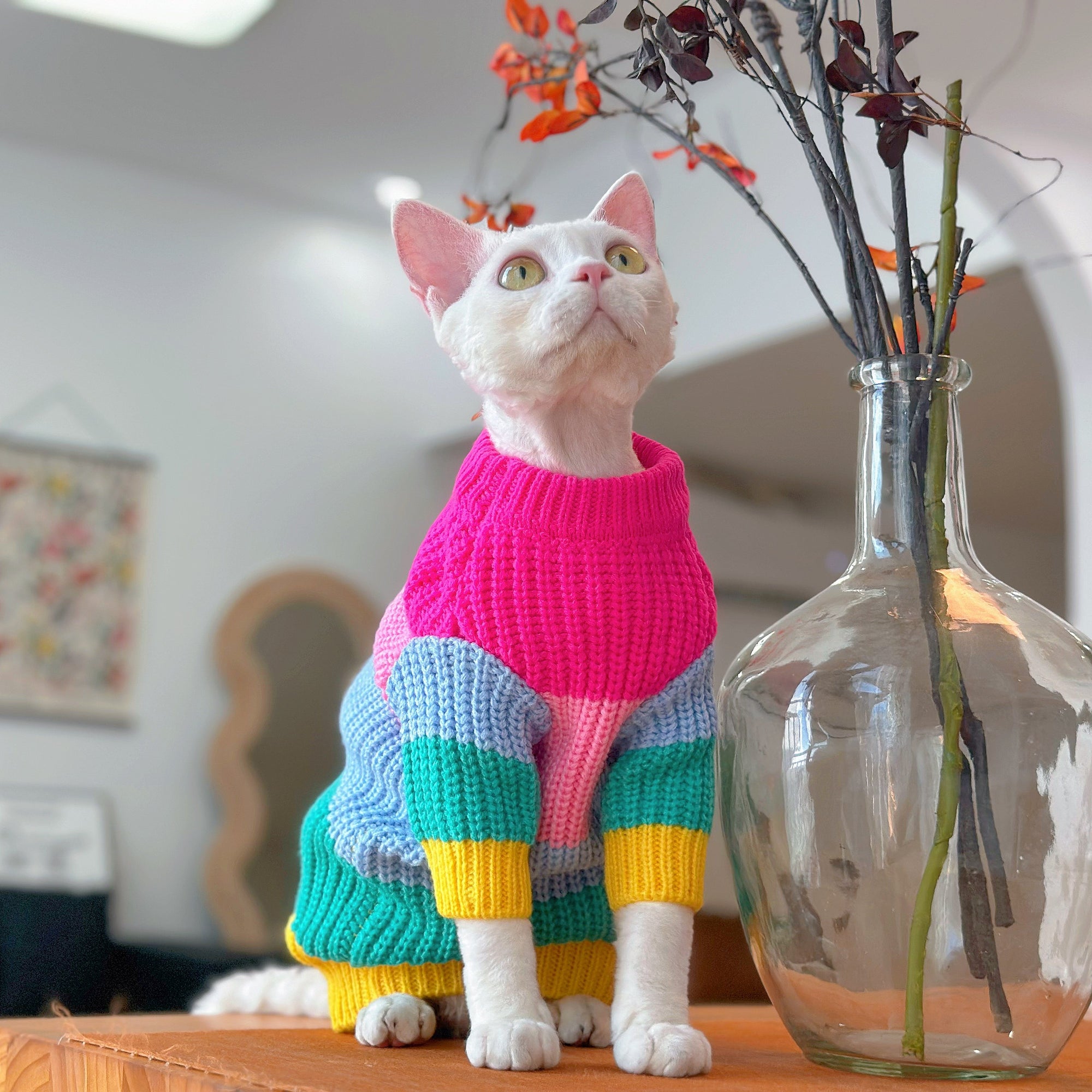 Sphynx Cat Rainbow Knit Sweater – Warm Pullover for Hairless Cats