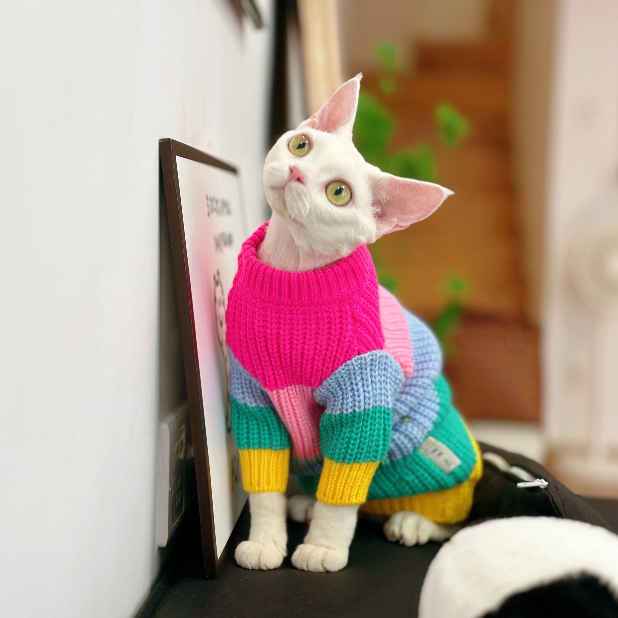 Sphynx Cat Rainbow Knit Sweater – Warm Pullover for Hairless Cats