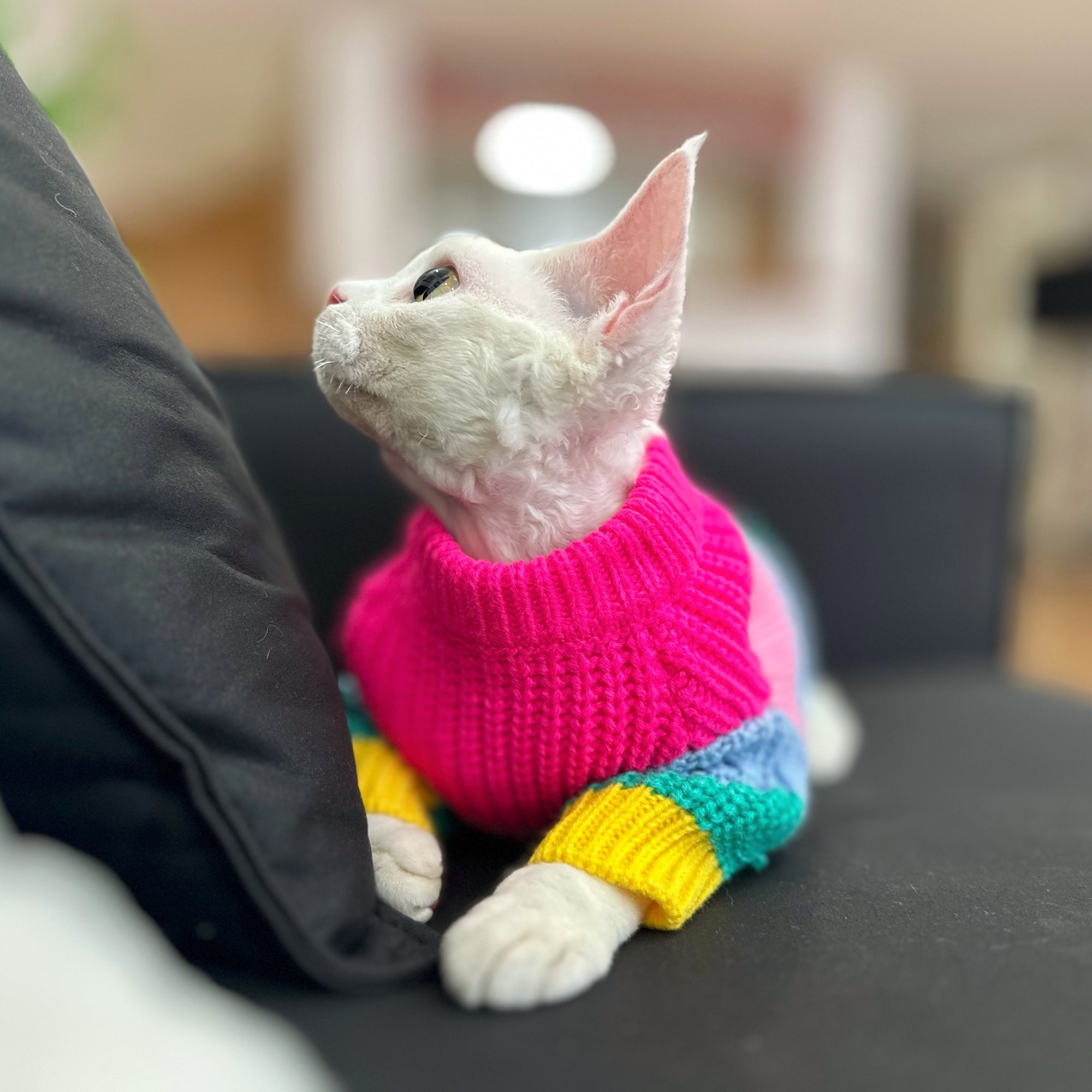 Sphynx Cat Rainbow Knit Sweater – Warm Pullover for Hairless Cats